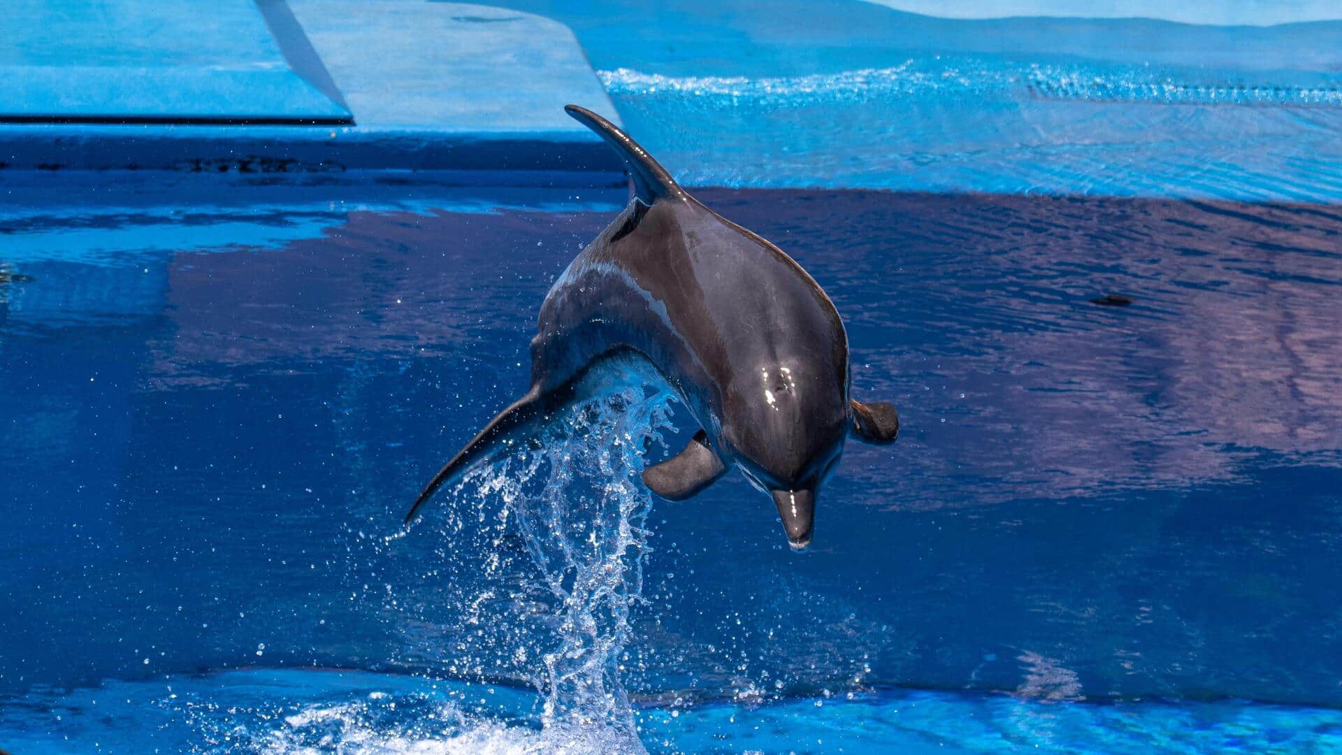 जानवरों की नींद से जुड़े 5 रोचक तथ्य, जानिए इनका क्या है रहस्य