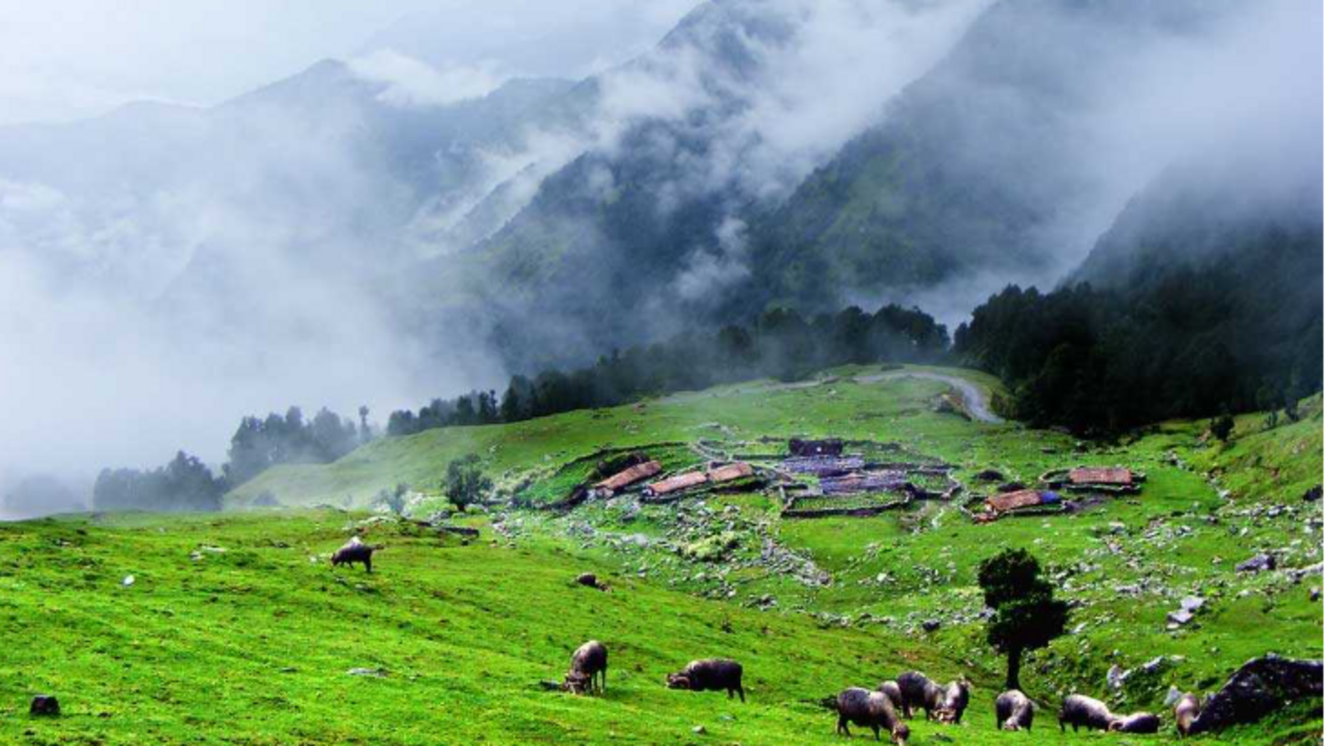 उत्तराखंड: खूबसूरत पर्यटन स्थल है चोपता, जानिए कब करें यहां की यात्रा