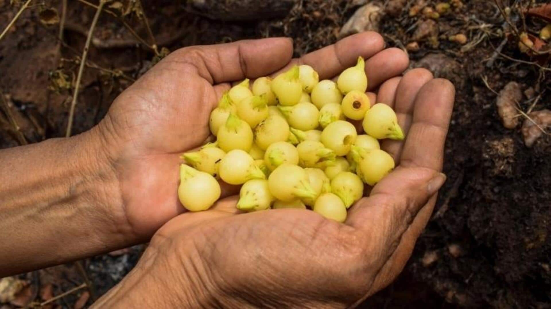 क्या आपने कभी महुआ के फूल खाए हैं? इनसे बनाए जा सकते हैं ये लजीज व्यंजन