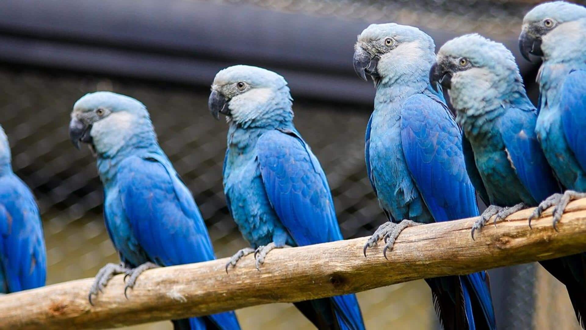 दुनिया के 5 सबसे दुर्लभ पक्षी, जिनकी संख्या है बहुत कम