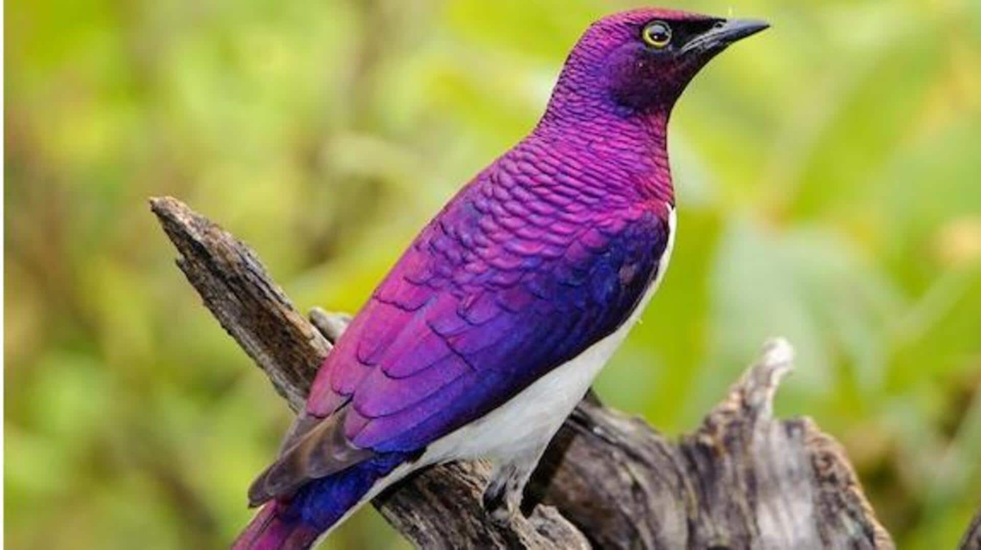 दुनिया के 5 सबसे अनोखे और खूबसूरत जीव, जो हैं बैंगनी रंग के
