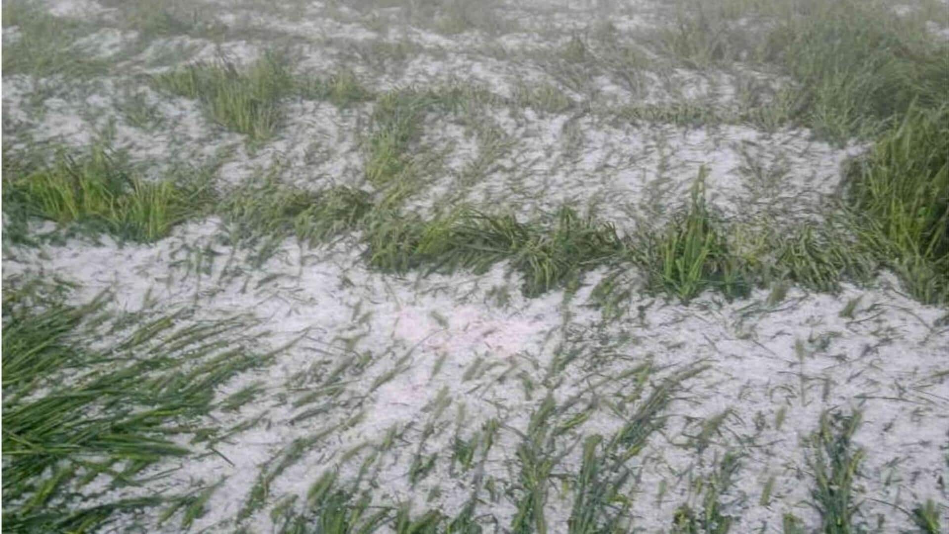 राजस्थान में तेज बारिश के साथ ओलावृष्टि, जमीन पर बिछी ओलों की चादर