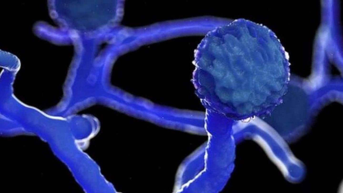 क्या है ब्लैक फंगस के लक्षण? क्या है ब्लैक फंगस के लक्षण?