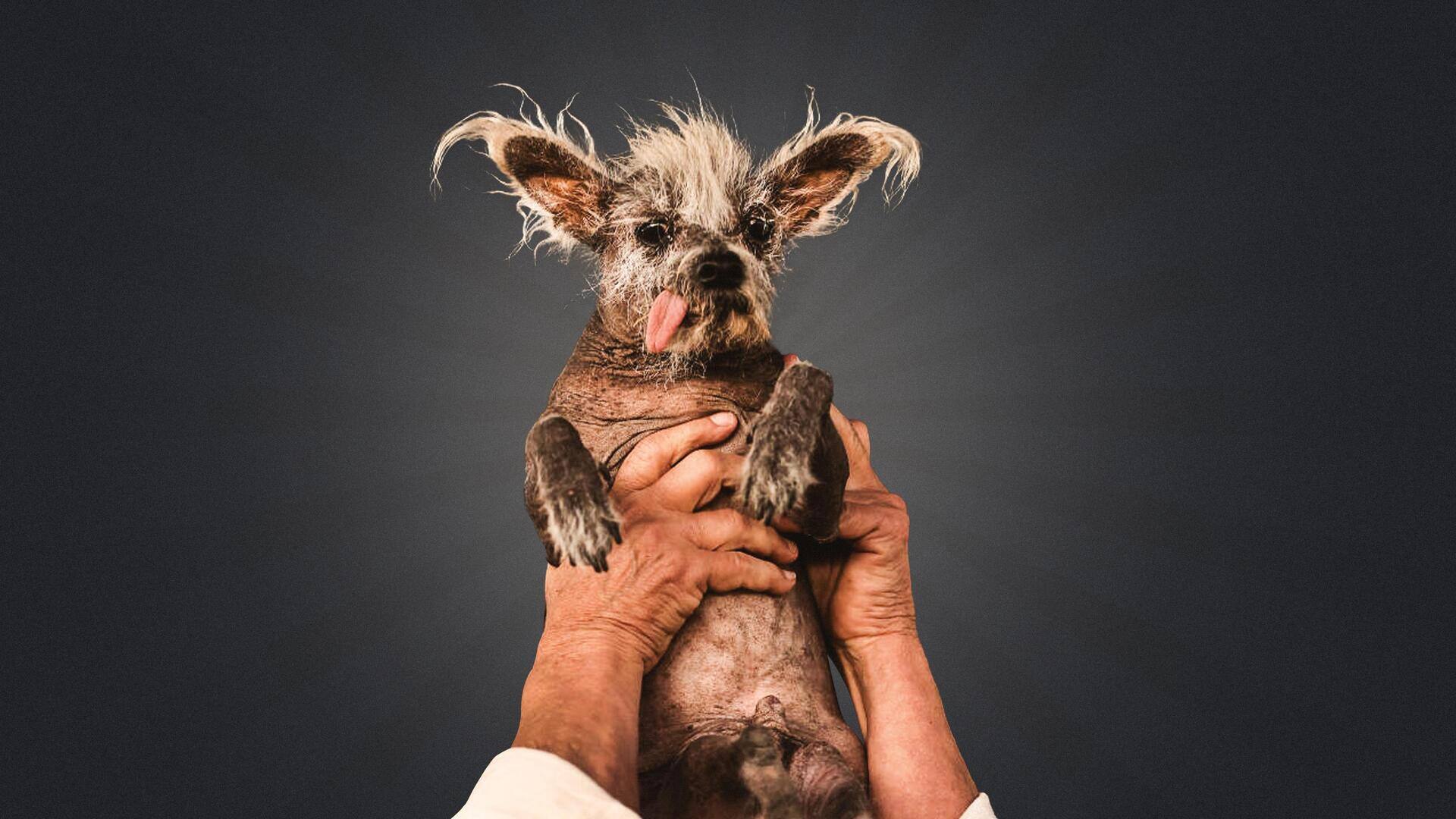 दुनिया का सबसे बदसूरत कुत्ता है 'स्कूटर', लाखों रुपये और ट्रॉफी से किया गया सम्मानित