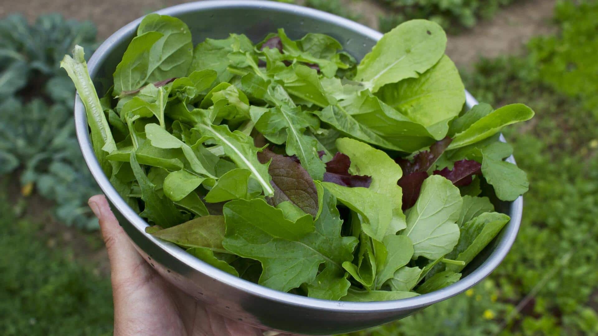 अरुगुला की फसल को बेहतर बनाने के लिए अपनाएं ये 5 सुझाव, मिलेगा फायदा