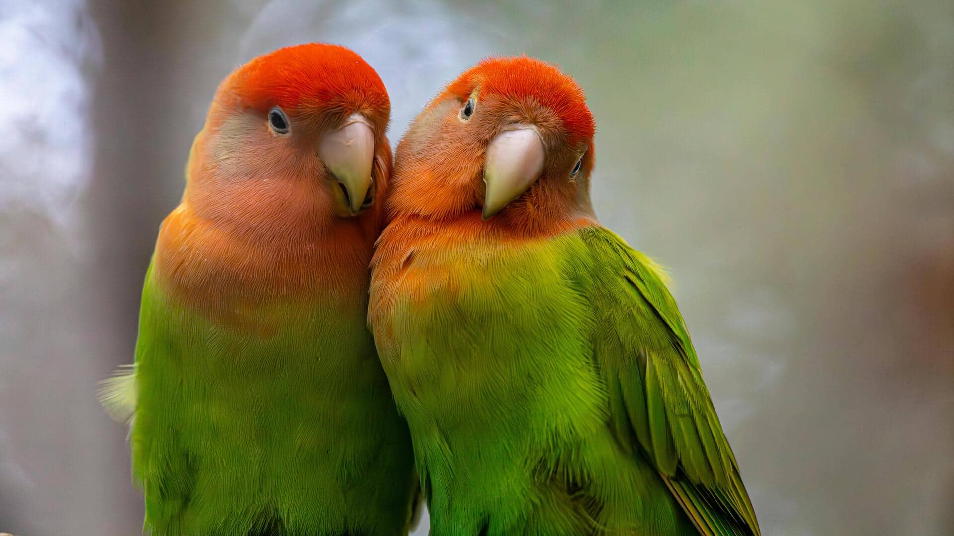 पालतू पक्षियों की देखभाल के लिए अपनाएं ये 5 सरल और प्रभावी तरीके