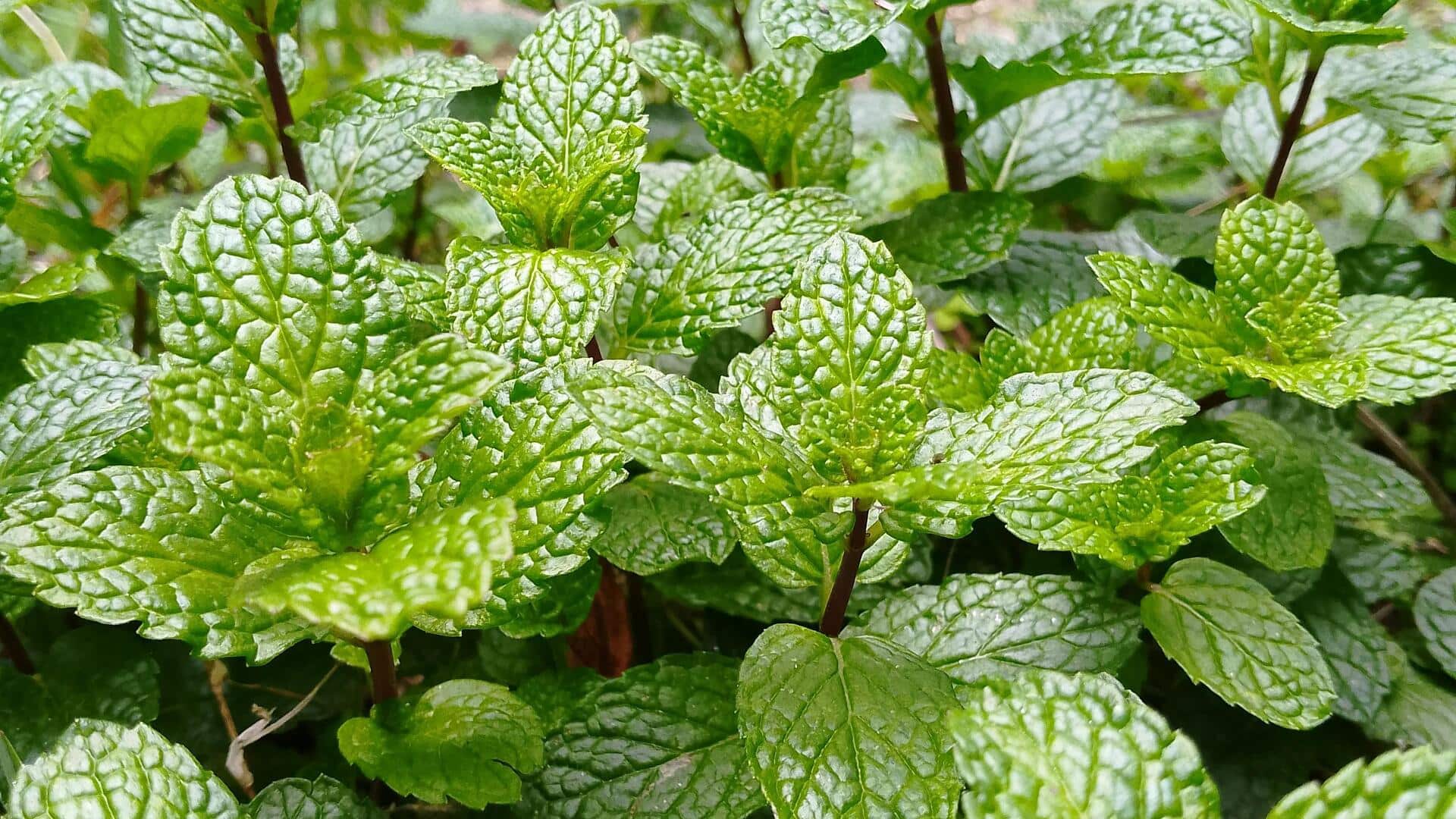 घर पर पुदीना उगाने के लिए आजमाएं ये तरीका