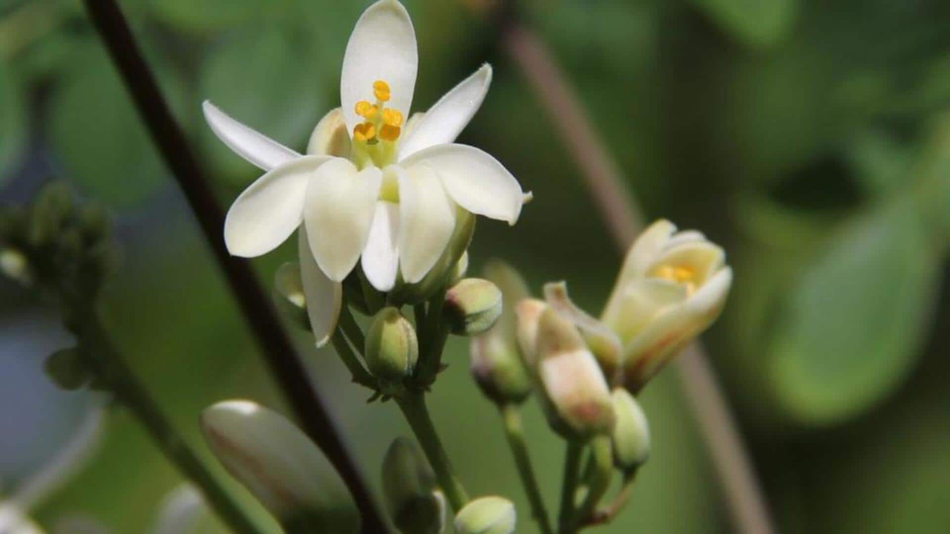 सहजन के फूल भी खान-पान में हो सकते हैं शामिल, इससे बनाएं ये पौष्टिक व्यंजन 