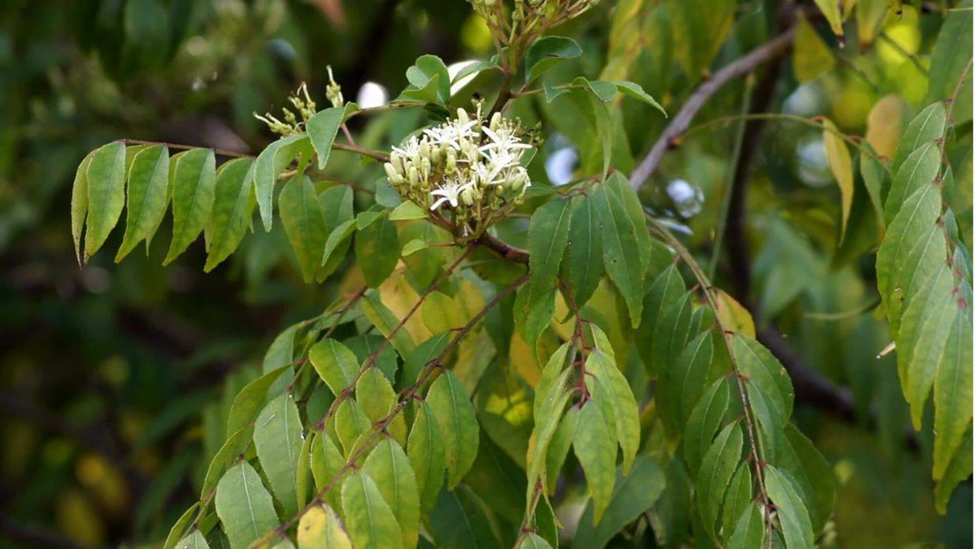 करी पत्ते से बनाकर खाएं ये स्वादिष्ट व्यंजन, सेहत के लिए होते हैं फायदेमंद