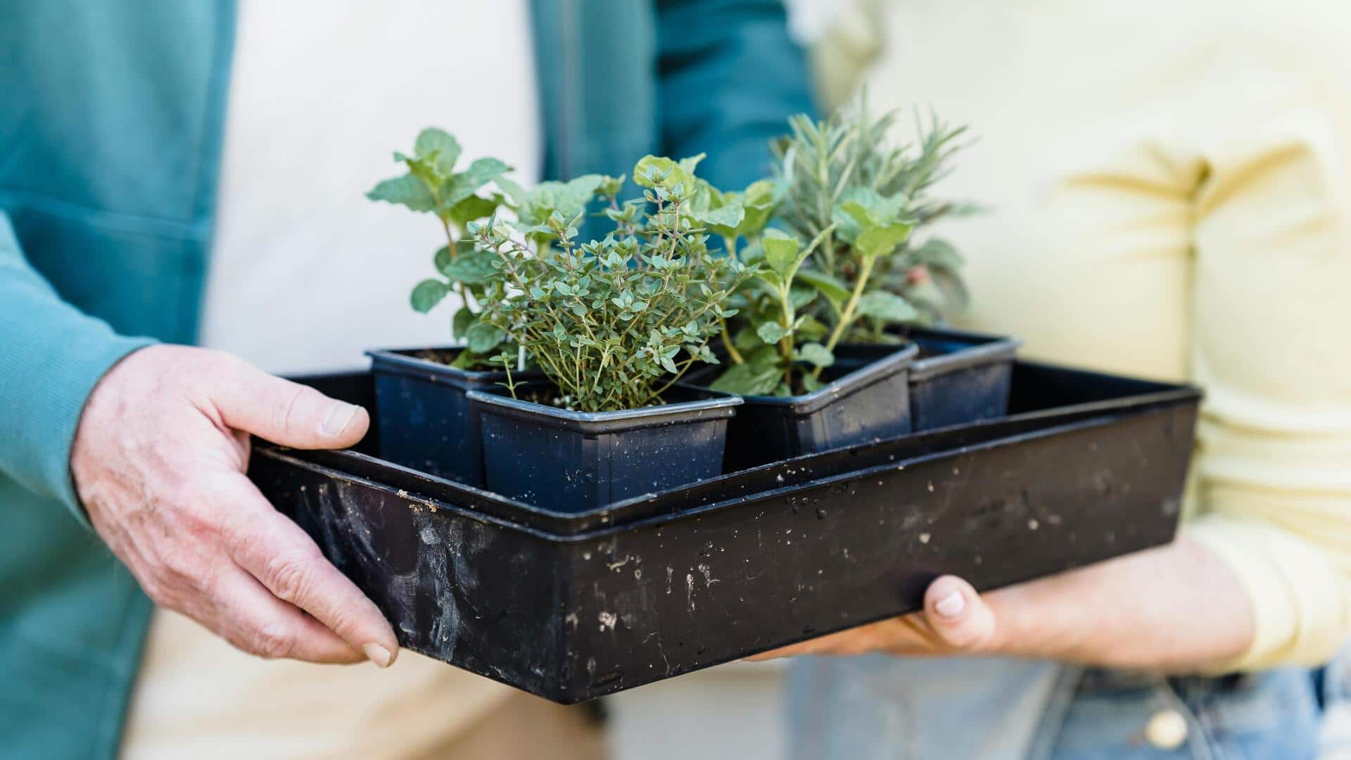 पौधों को हरा-भरा बनाए रखने के लिए अपनाएं ये 5 आसान और प्रभावी उपाय