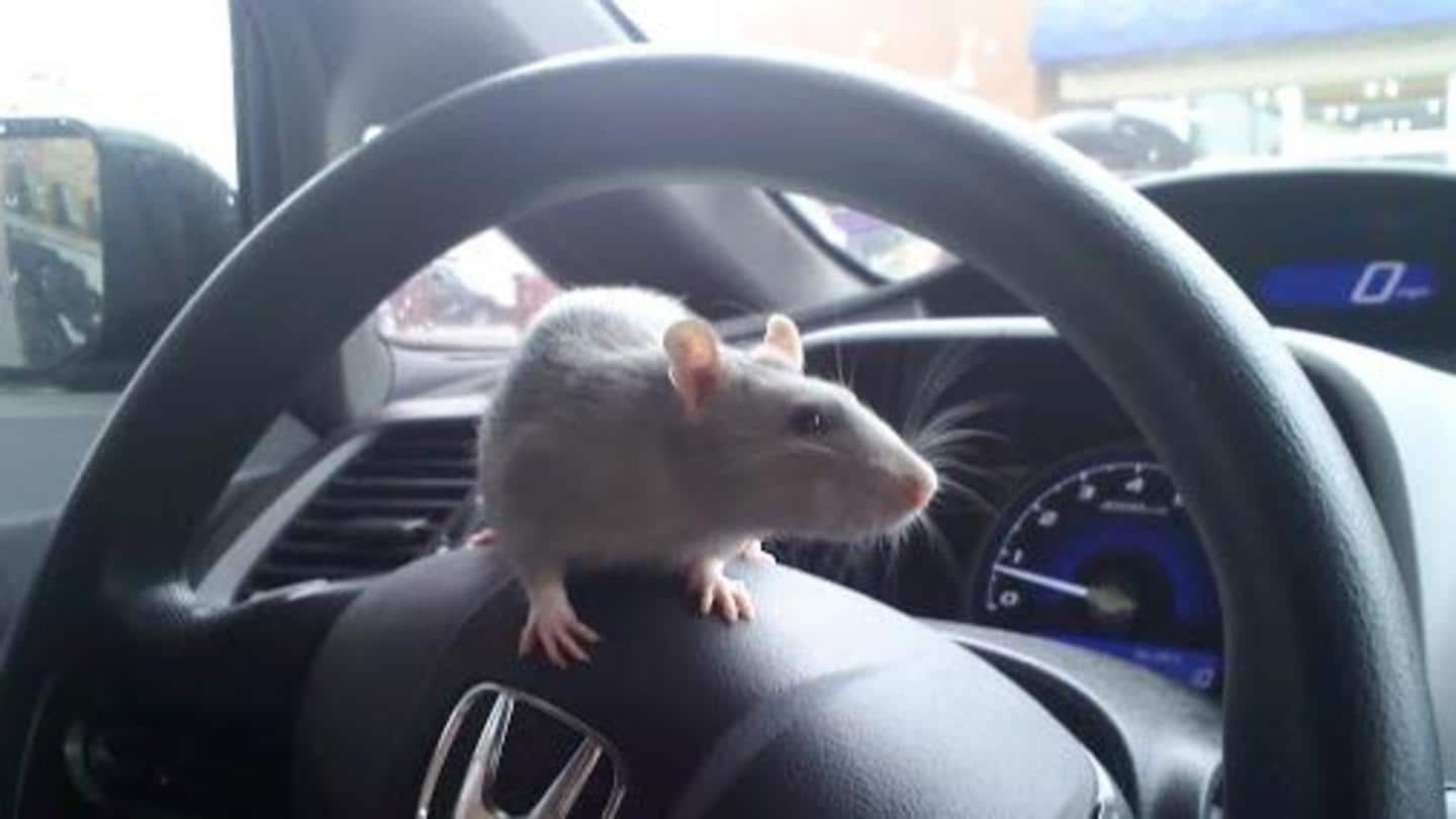 चूहों को कार से दूर भगाने के लिए अपनाएं ये घरेलू नुस्खे