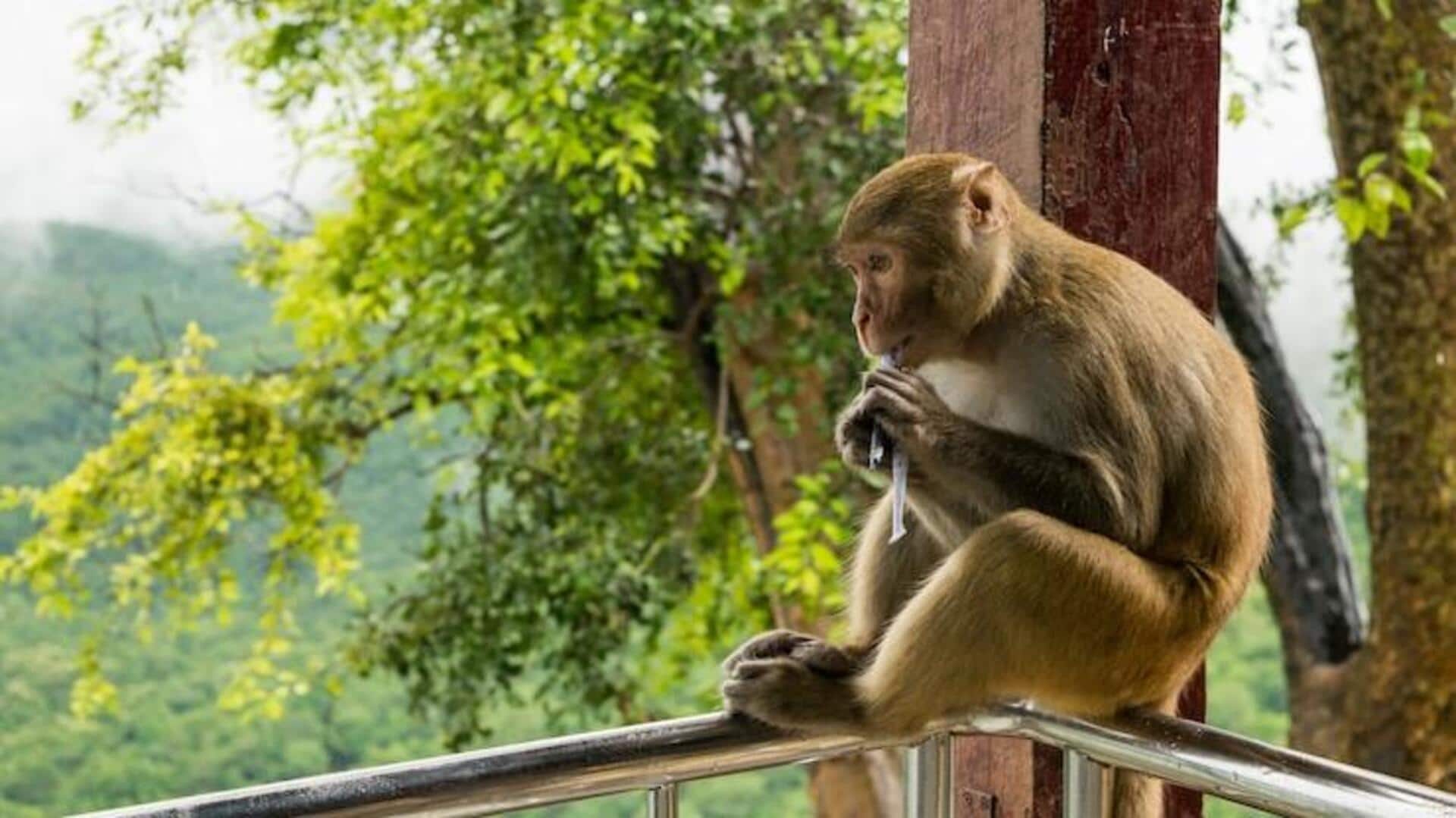 बंदर से जुड़े ये 5 रोचक तथ्य नहीं जानते होंगे आप बंदर से जुड़े ये 5 रोचक तथ्य नहीं जानते होंगे आप