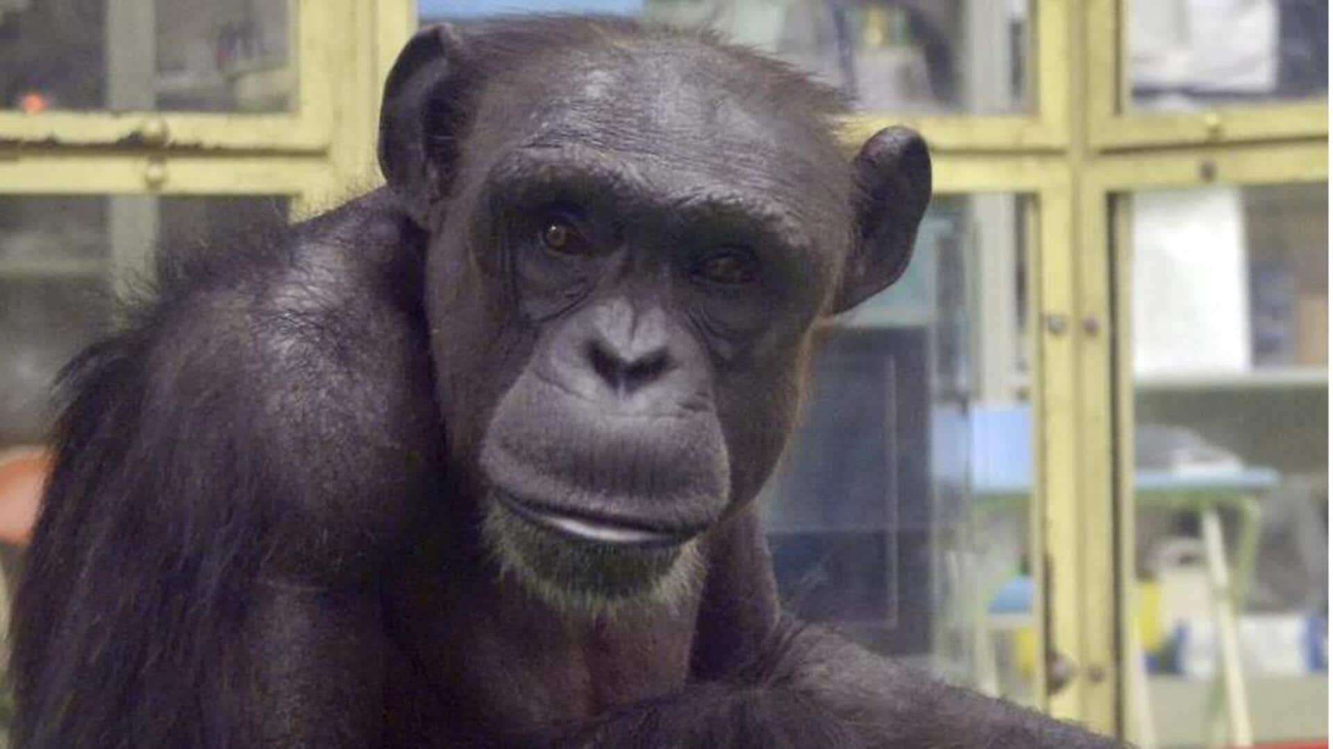 पेंटिंग और गिनती करने वाली बुद्धिमान जापानी चिंपैंजी ने दुनिया को कहा अलविदा