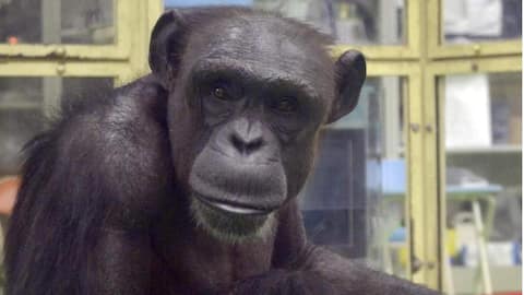 पेंटिंग और गिनती करने वाली बुद्धिमान जापानी चिंपैंजी ने दुनिया को कहा अलविदा