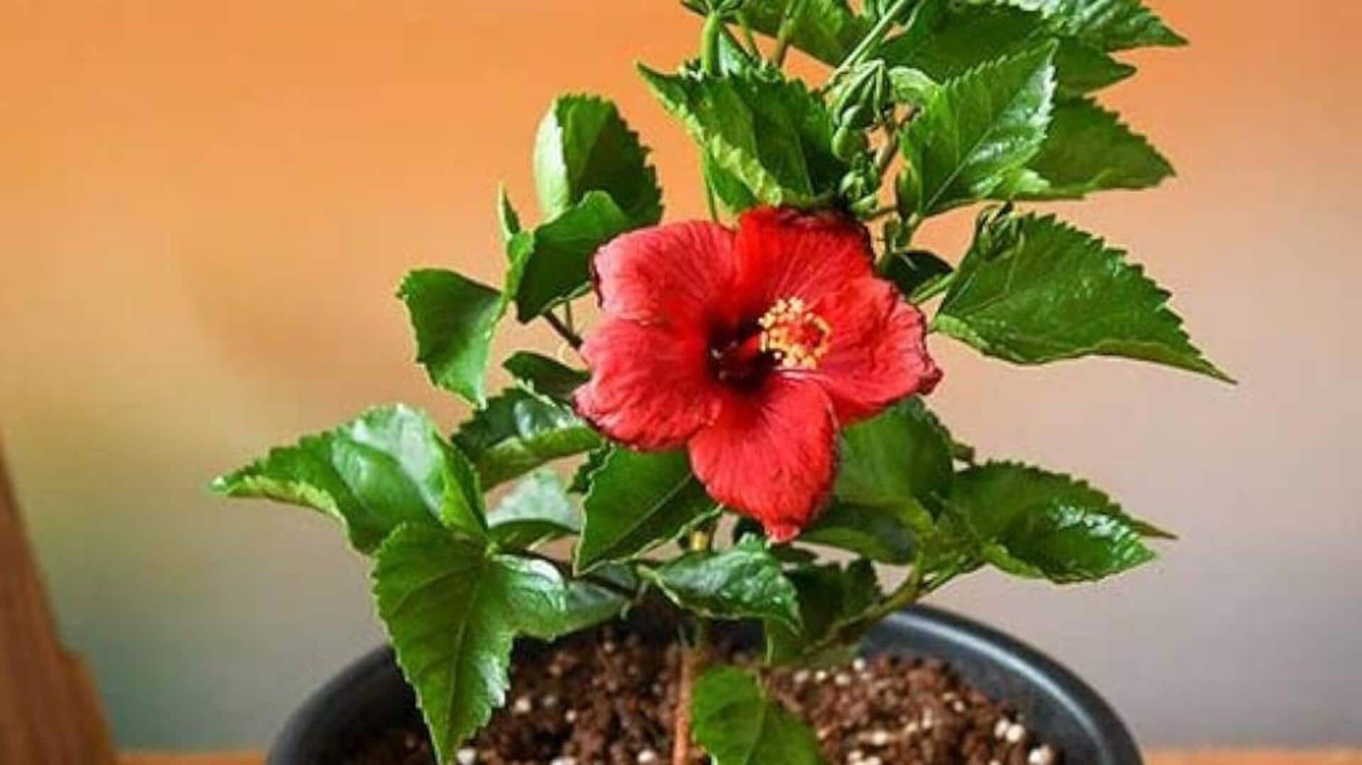 सर्दियों के दौरान इस तरह से करें गुड़हल के पौधे की देखभाल, रहेगा स्वस्थ सर्दियों के दौरान इस तरह से करें गुड़हल के पौधे की देखभाल, रहेगा स्वस्थ