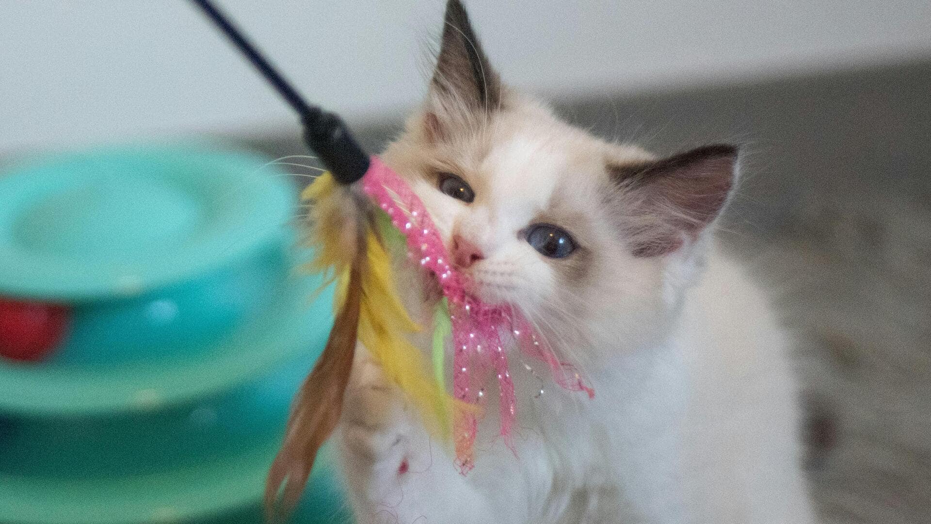 अपनी बिल्ली के लिए लेकर आएं ये 5 खिलौने, वह रहेगी व्यस्त और होगा उसका मनोरंजन