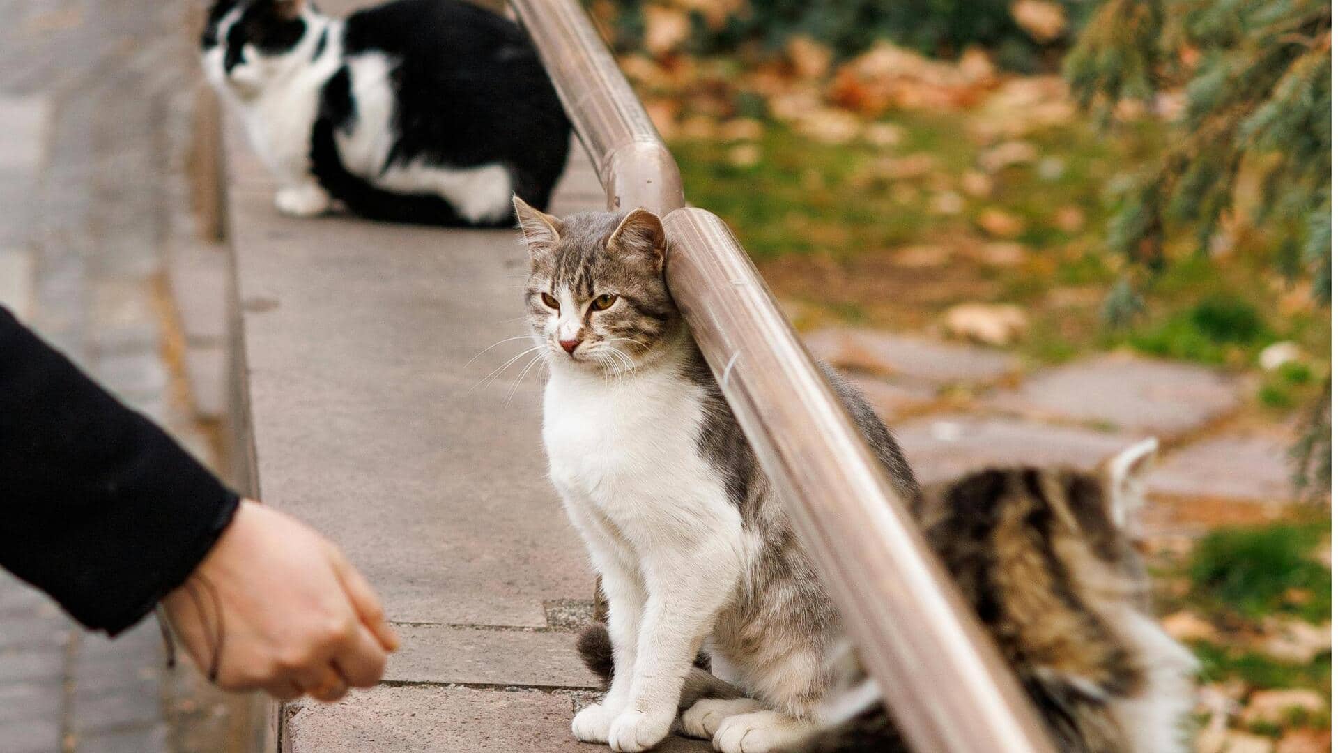 सड़क पर घूमने वाले जानवरों को नुकसान पहुंचा सकती हैं आपकी ये गलतियां 