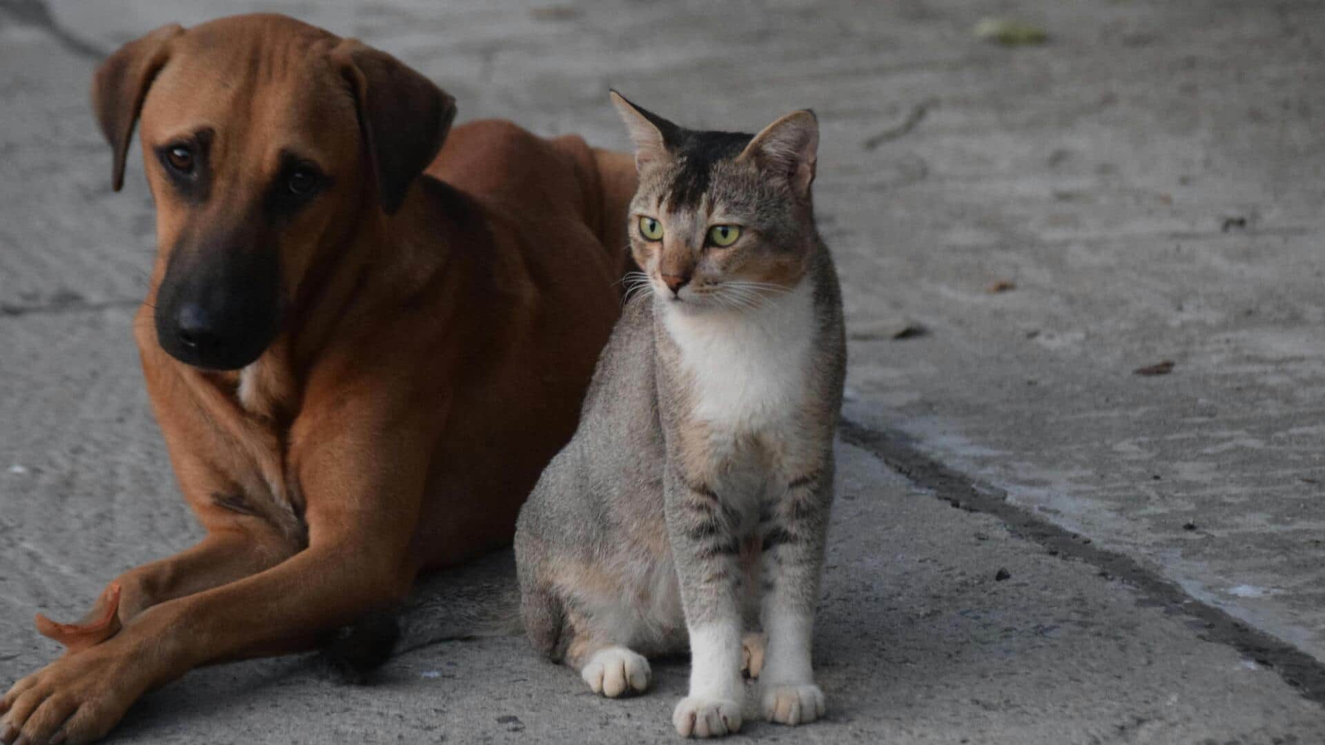 अपने कुत्ते और बिल्ली के बीच अच्छे संबंध बनाने के लिए अपनाएं ये प्रभावी टिप्स