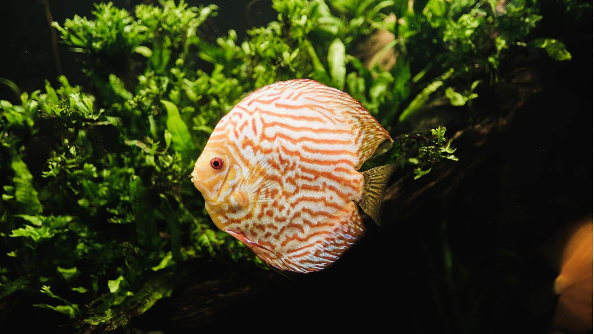 घर के एक्वेरियम को सुंदर बना सकते हैं ये 5 पौधे, जानें कैसे