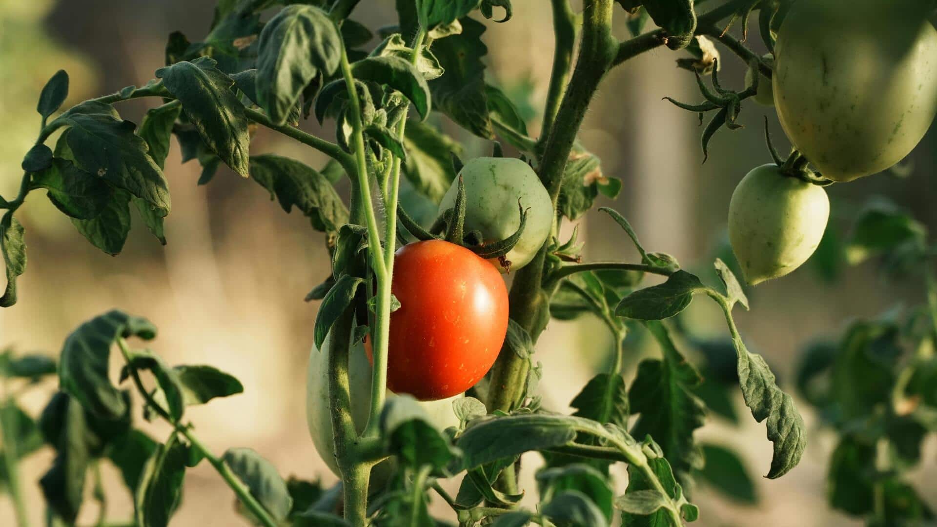 सब्जियों के पौधों को कीड़ों से सुरक्षित रखने के लिए अपनाएं ये 5 तरीके सब्जियों के पौधों को कीड़ों से सुरक्षित रखने के लिए अपनाएं ये 5 तरीके