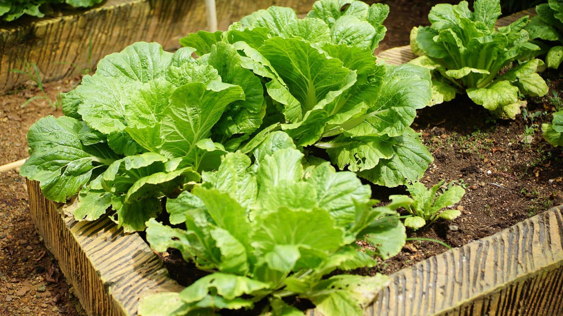 किचन गार्डनिंग करते समय न करें ये 5 गलतियां, बिगड़ सकता है पूरा मजा