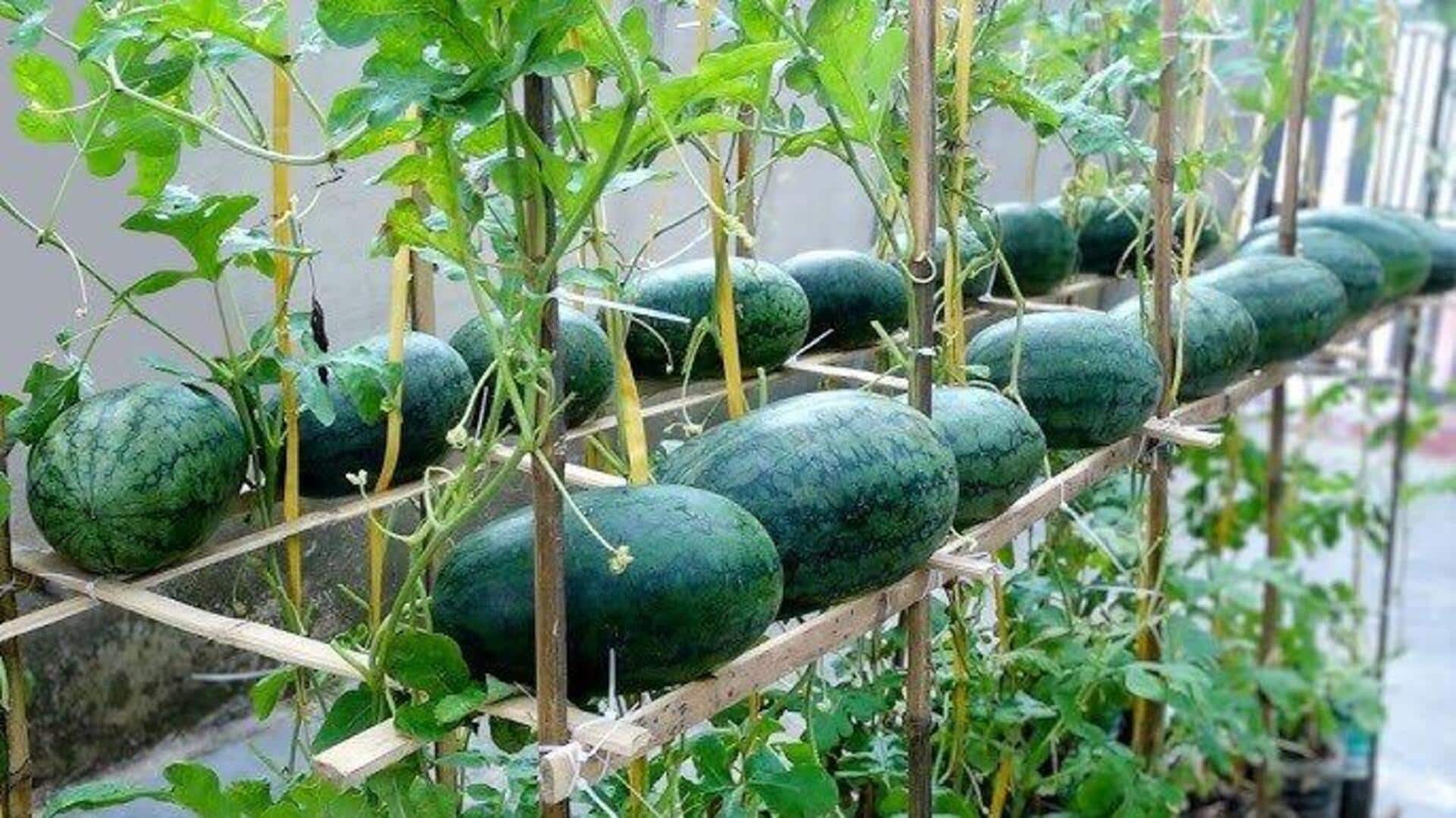 अपने छत के बगीचे में आसानी से उगाए जा सकते हैं तरबूज, अपनाएं ये तरीका