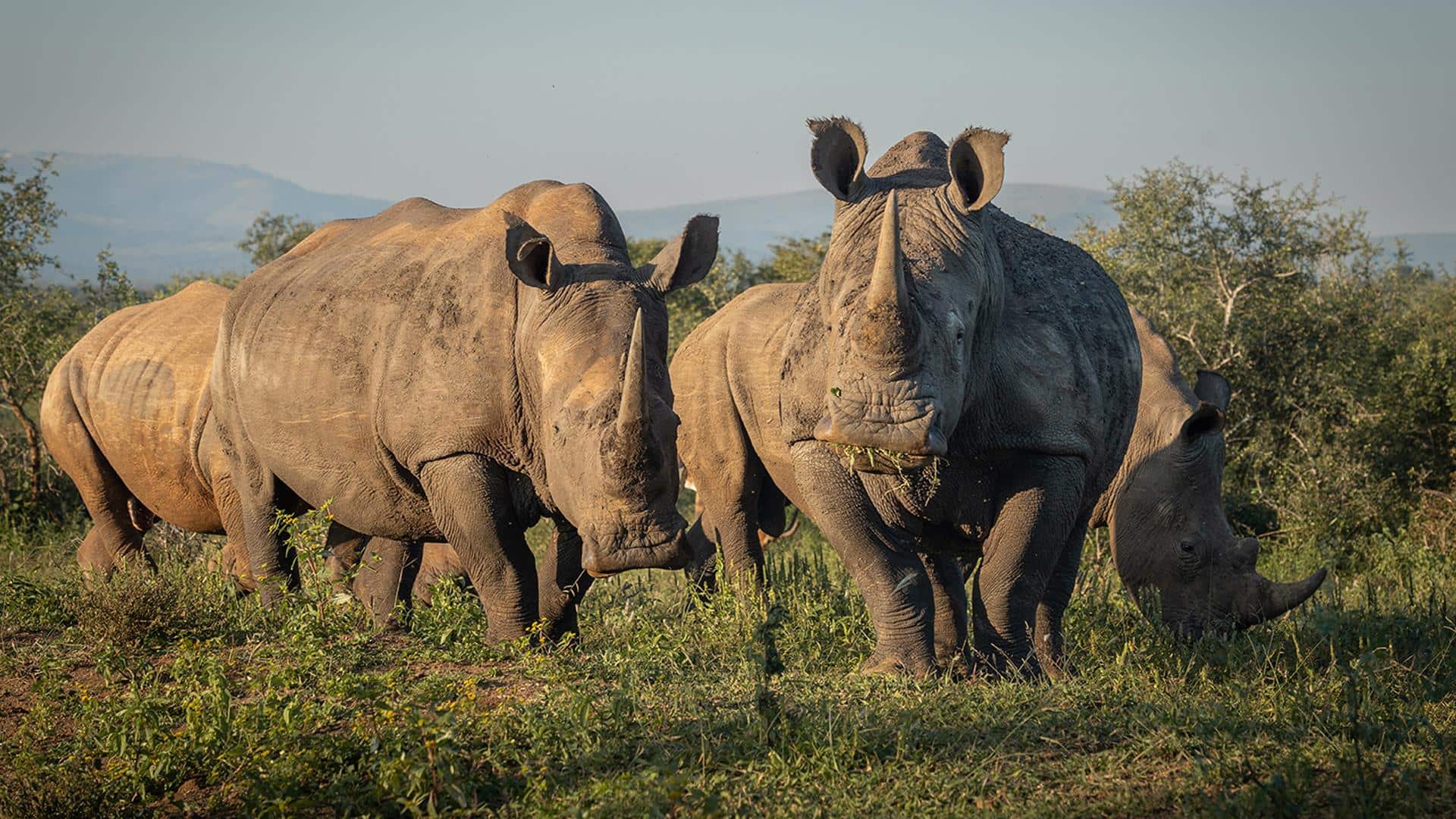 AI टूल्स कैसे वन्यजीव संरक्षण में कर रहे हैं बड़ा बदलाव?