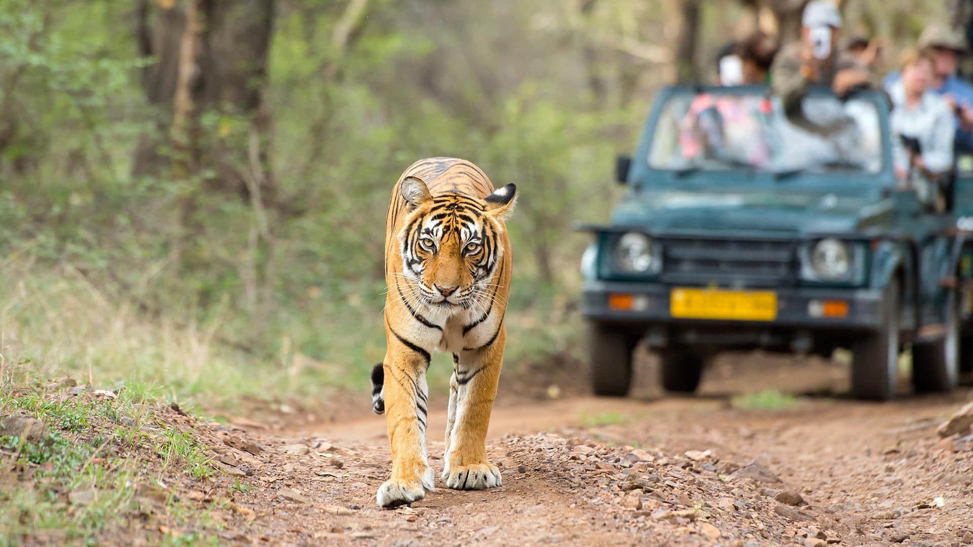 गर्मी की छुट्टियों में घूमने जा रहे हैं? भारत के इन टाइगर रिजर्व में करें सफारी 