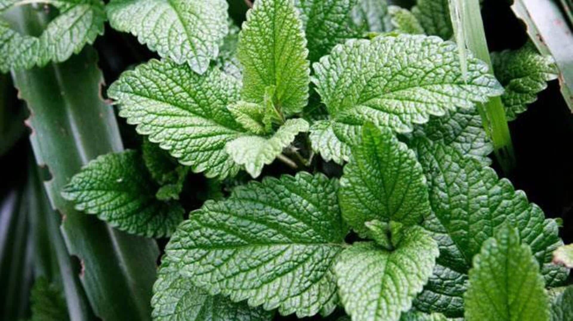 पुदीने का इन 5 व्यंजनों में करें उपयोग, मिलेगा बेहतरीन स्वाद