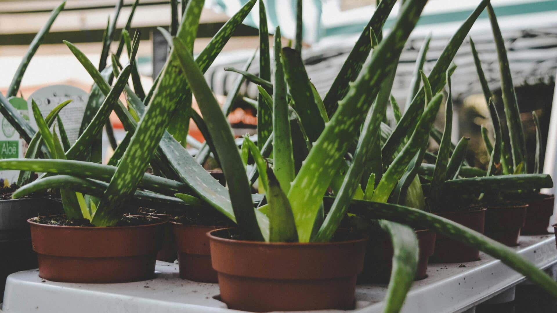 सर्दियों के दौरान इस तरह से करें एलोवेरा के पौधे की देखभाल, मिलेगा भरपूर लाभ