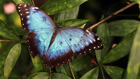भारत के ये 5 तितली पार्क हैं बेहद खूबसूरत, छुट्टियों में घूमने के लिए रहेंगे सही