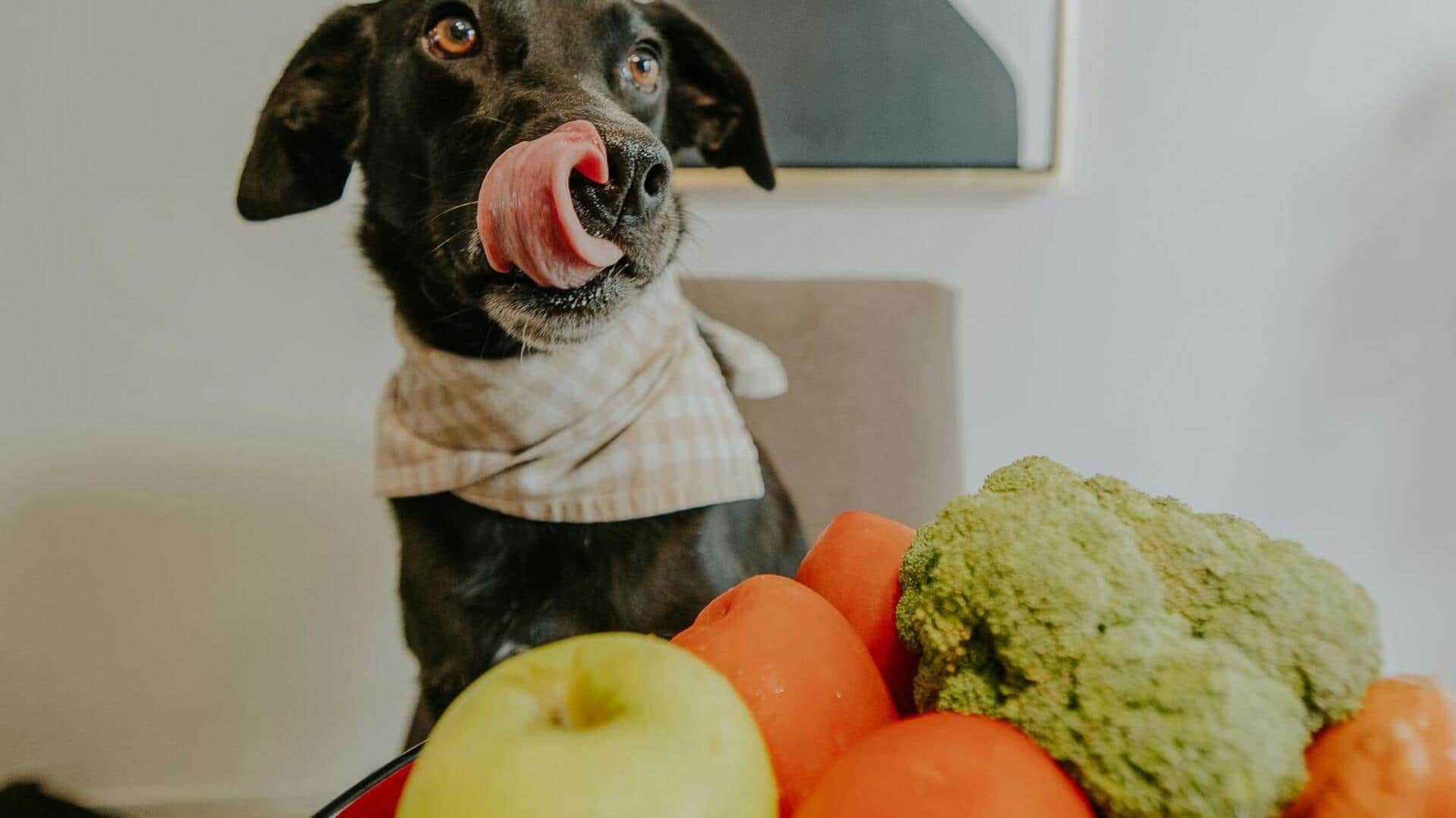 सर्दियों में अपने पालतू कुत्ते को खिलाएं ये 5 चीजें, उनका स्वास्थ्य रहेगा दुरुस्त