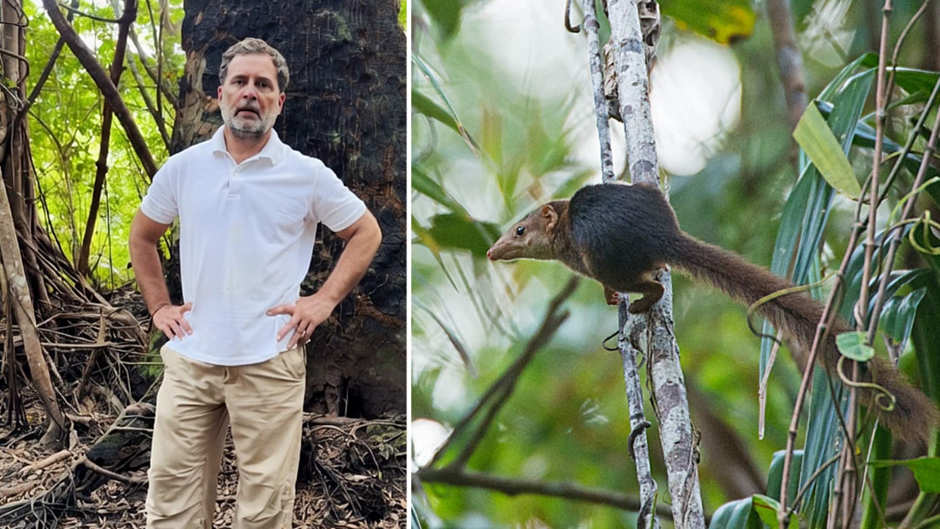 निकोबार में राहुल गांधी की वीडियो में अचानक कैद हुआ दुर्लभ स्तनधारी जीव, क्या है ये?