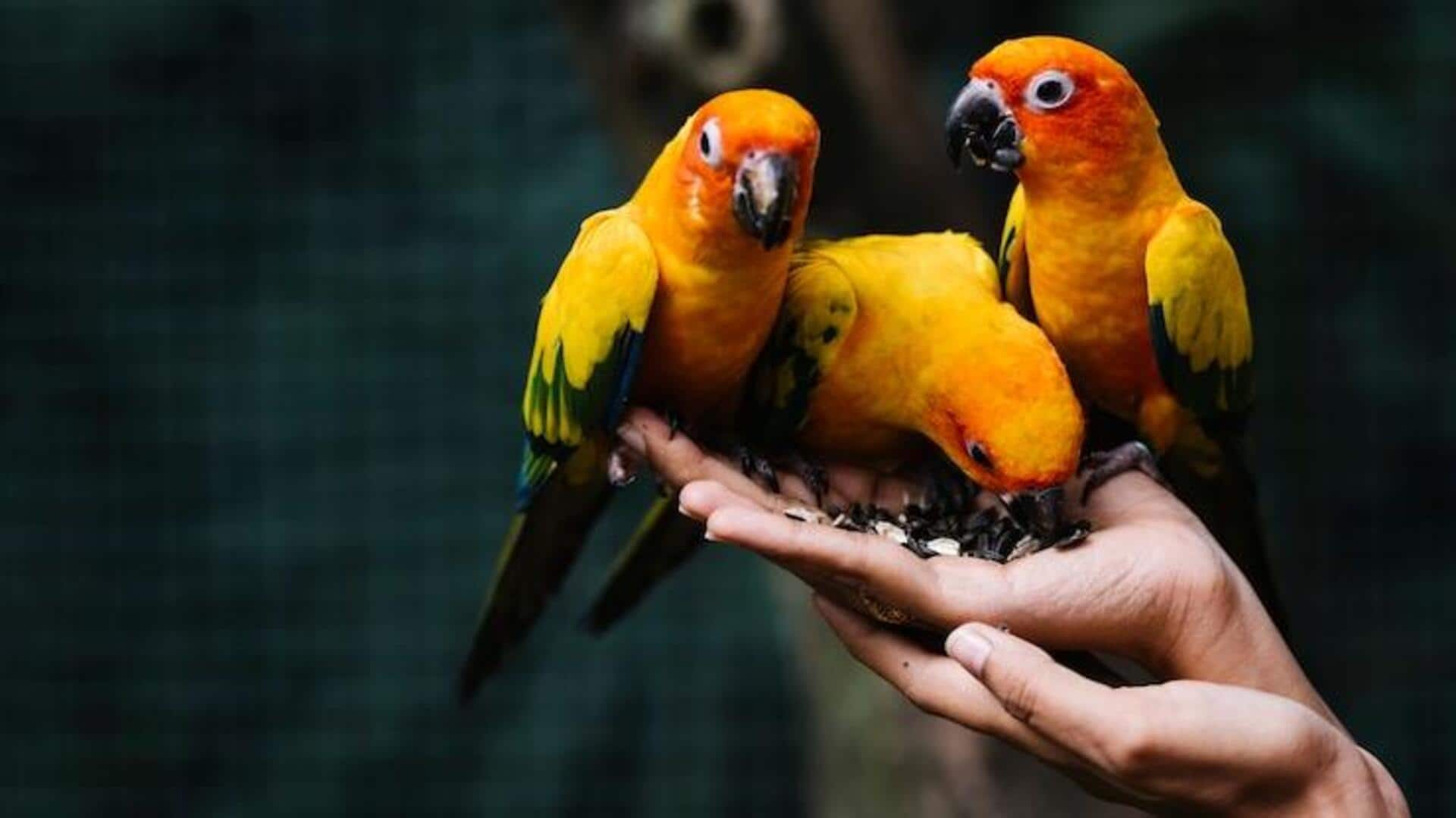 पालतू पक्षी बनाना चाहते हैं तो इन तोते की प्रजातियों का करें चयन, सुंदर और समझदार पालतू पक्षी बनाना चाहते हैं तो इन तोते की प्रजातियों का करें चयन, सुंदर और समझदार