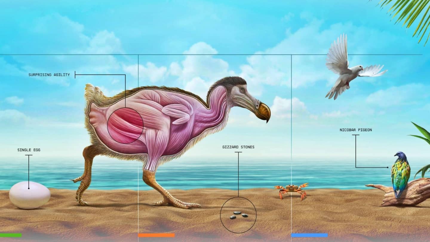 डोडो आएंगे वापस, 350 साल से विलुप्त पक्षी को विज्ञान से दोबारा जीवन देने का प्रयास 