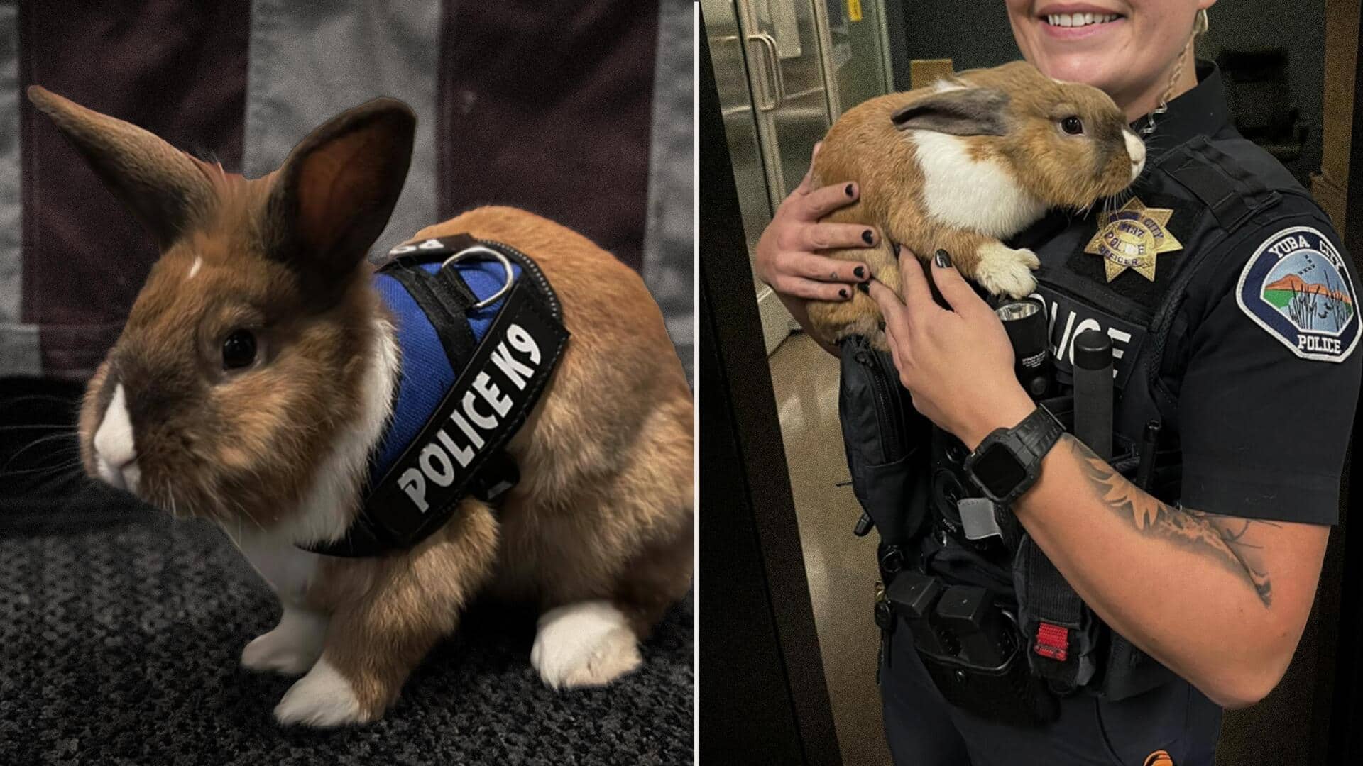 अमेरिकी पुलिस विभाग में 'वेलनेस ऑफिसर' है यह खरगोश, तनाव कम करने में निभाता है भूमिका