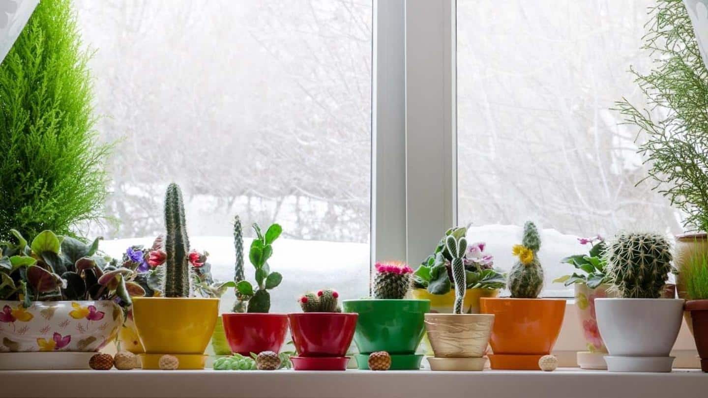 सर्दियों में इस तरह से करें अपने पौधों की देखभाल, नहीं होंगे खराब