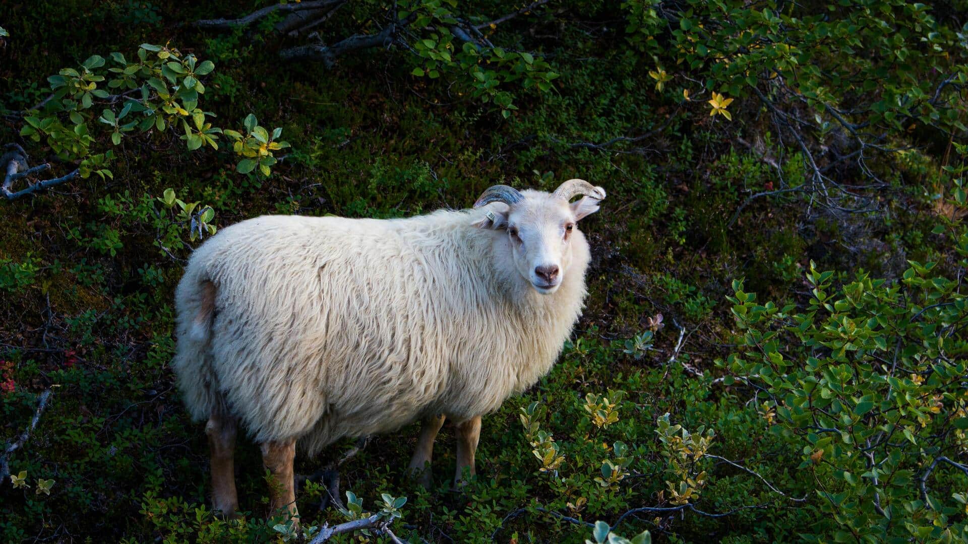 भेड़ से ऊन काटते समय इन 5 बातों का रखें ध्यान, नहीं होगा कोई नुकसान