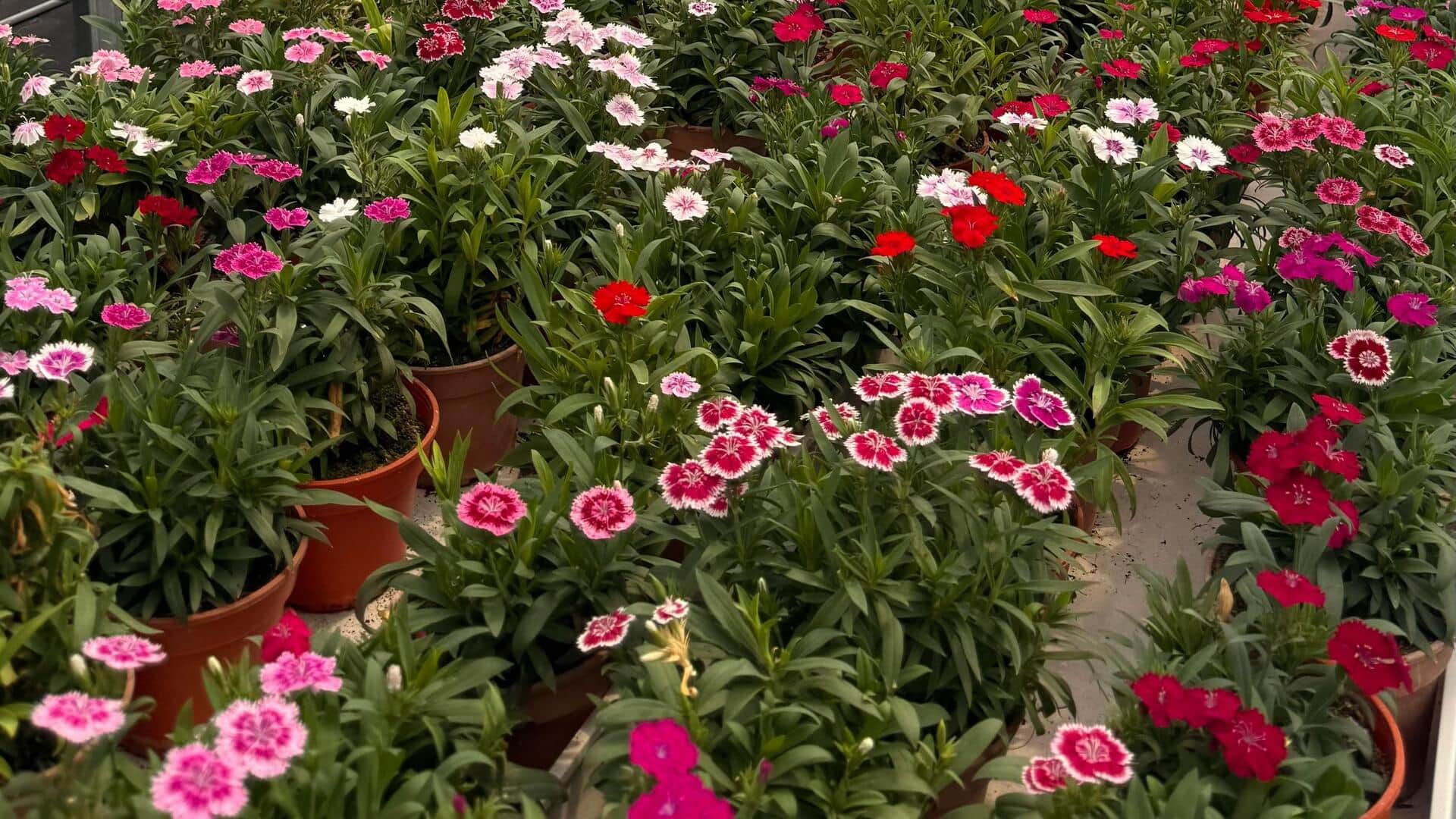 मानसून के दौरान फूलों वाले पौधों का इस तरह से रखें ध्यान, रहेंगे स्वस्थ