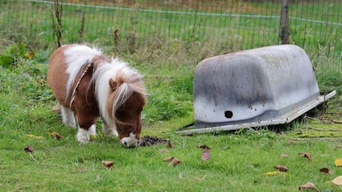 मिलिए दुनिया के सबसे छोटे घोड़े 'पुमुकेल' से, आपके बैग में हो जाएगा फिट 