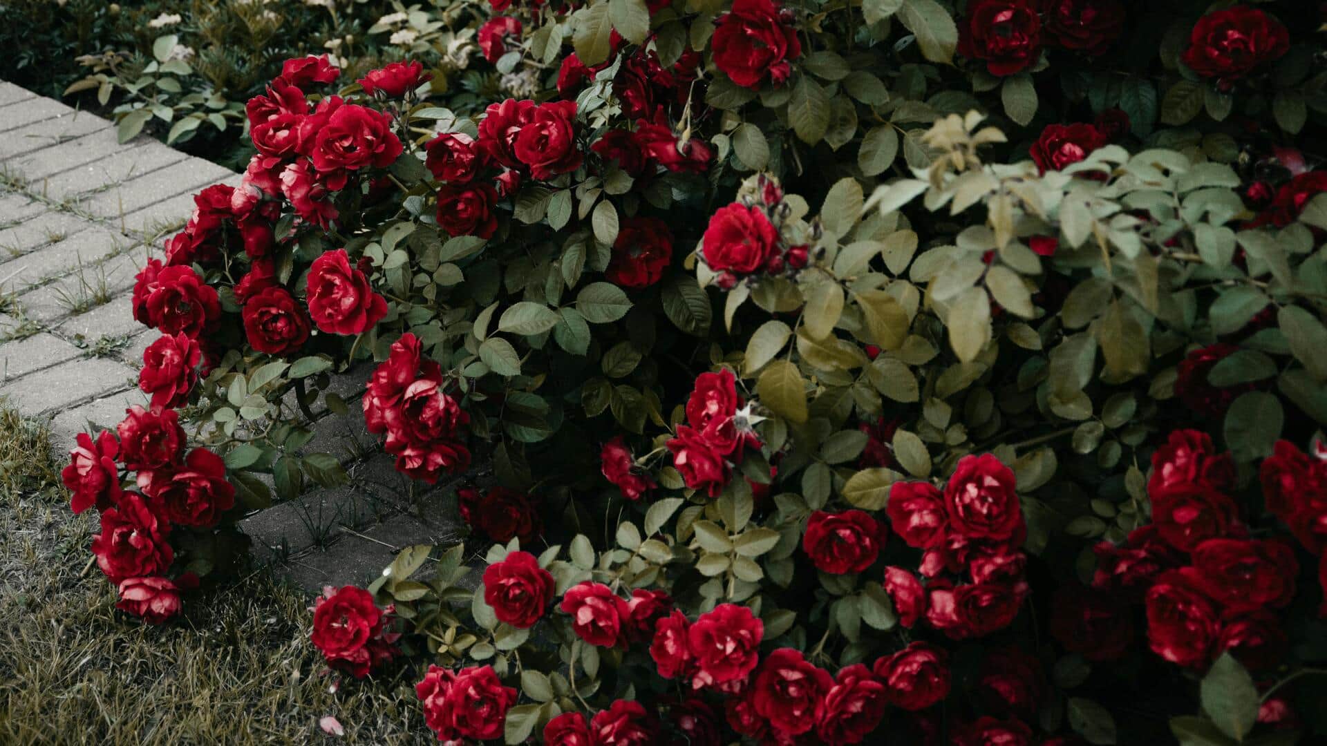 सर्दियों में अपने गार्डन में गुलाब के फूल उगाना चाहते हैं? इन बातों का रखें ध्यान