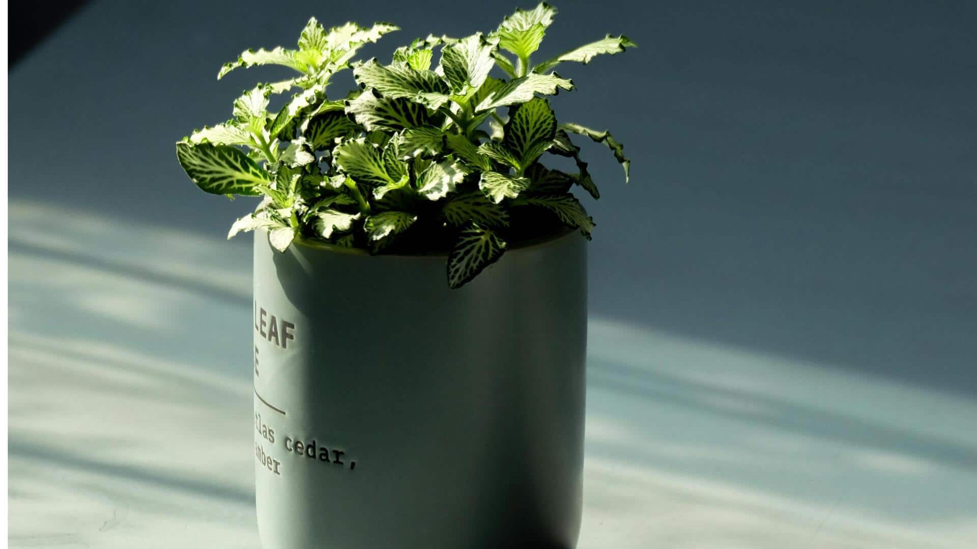 इन 4 औषधीय पौधों को घर के बगीचे में लगाएं, बना सकेंगे पौष्टिक हर्बल चाय