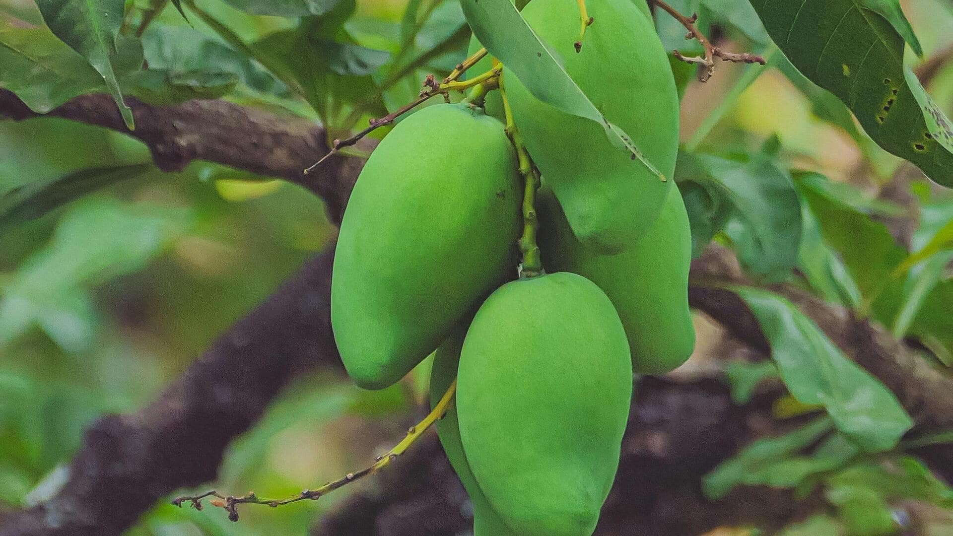पाचन पर सकारात्मक प्रभाव डाल सकता है कच्चा आम, जानें कैसे