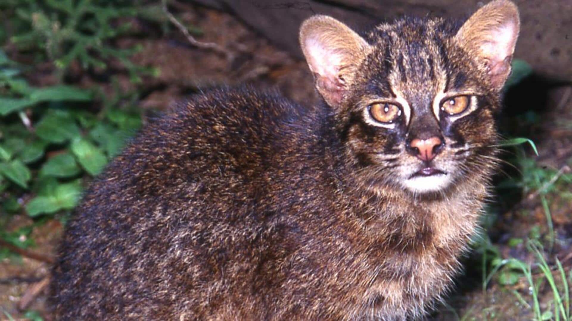 दुनिया की 5 सबसे दुर्लभ बिल्लियां, जिनके बारे में जानकर हैरान रह जाएंगे आप