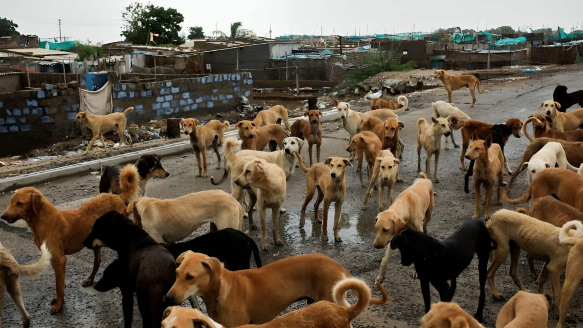 बेंगलुरु विश्वविद्यालय की 2 छात्राओं को आवारा कुत्तों ने नोंचा, ICU में भर्ती