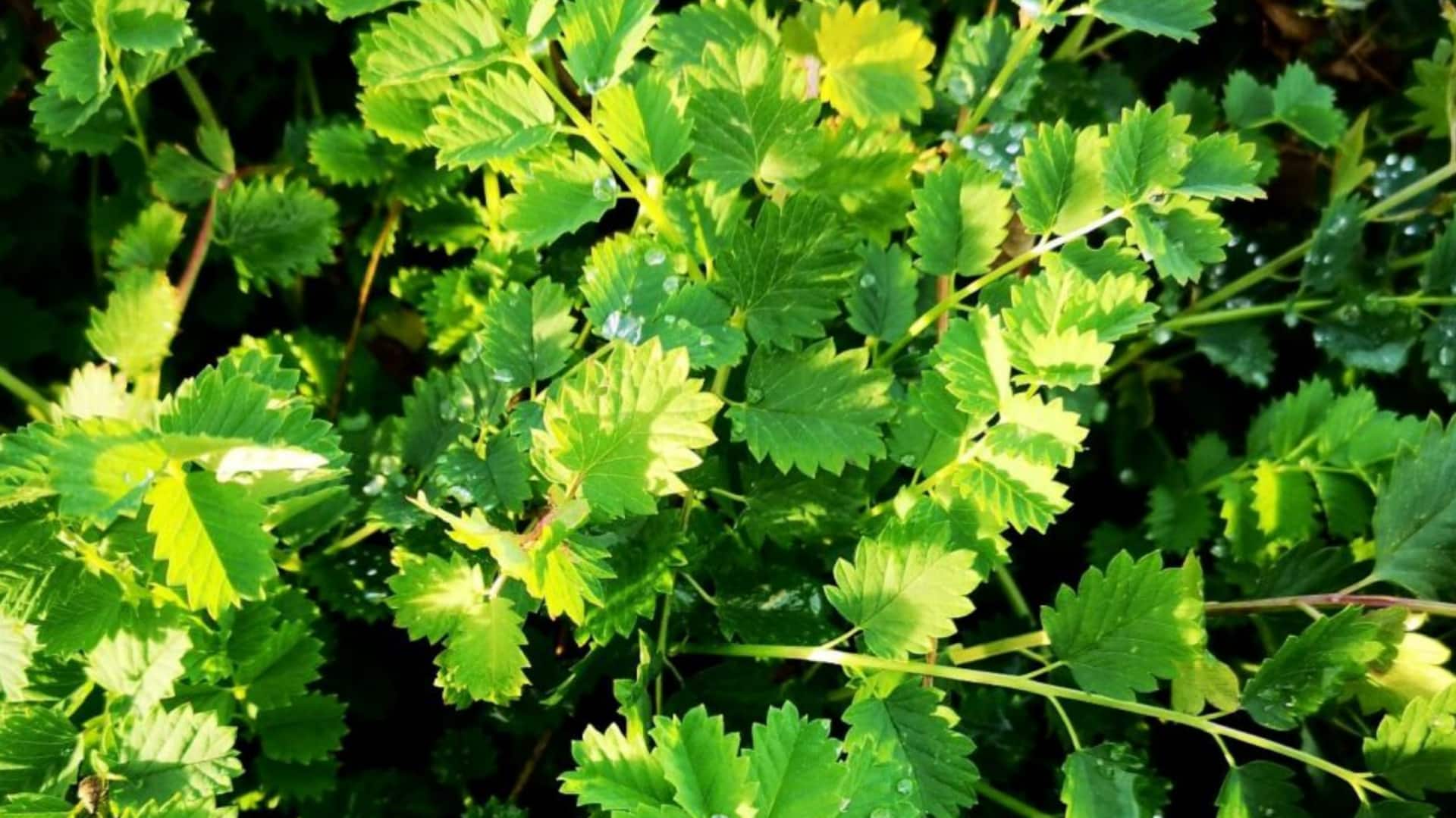 सलाद बर्नेट की खेती करना चाहते हैं? इन 5 बातों का रखें खास ध्यान