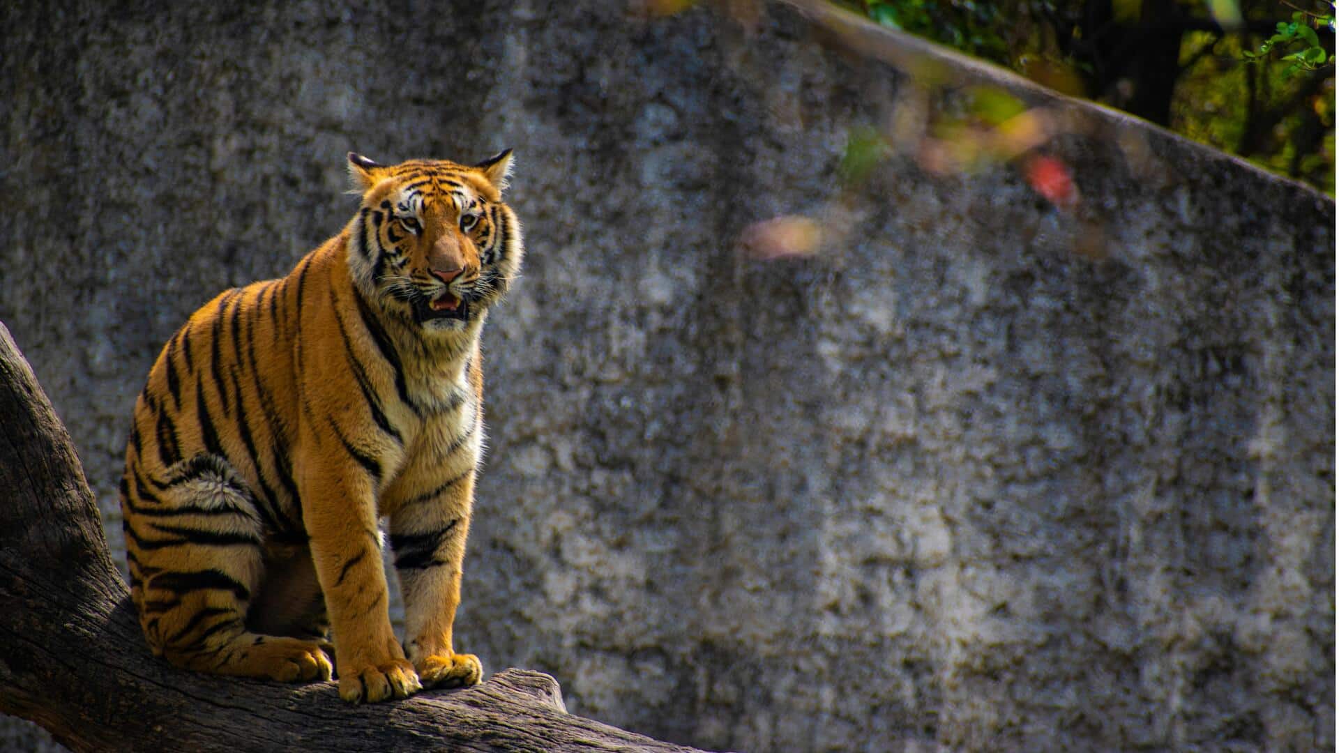 बाघ की इस प्रजाति के बारे में जानिए ये अहम बातें, है बहुत खूबसूरत और दुर्लभ