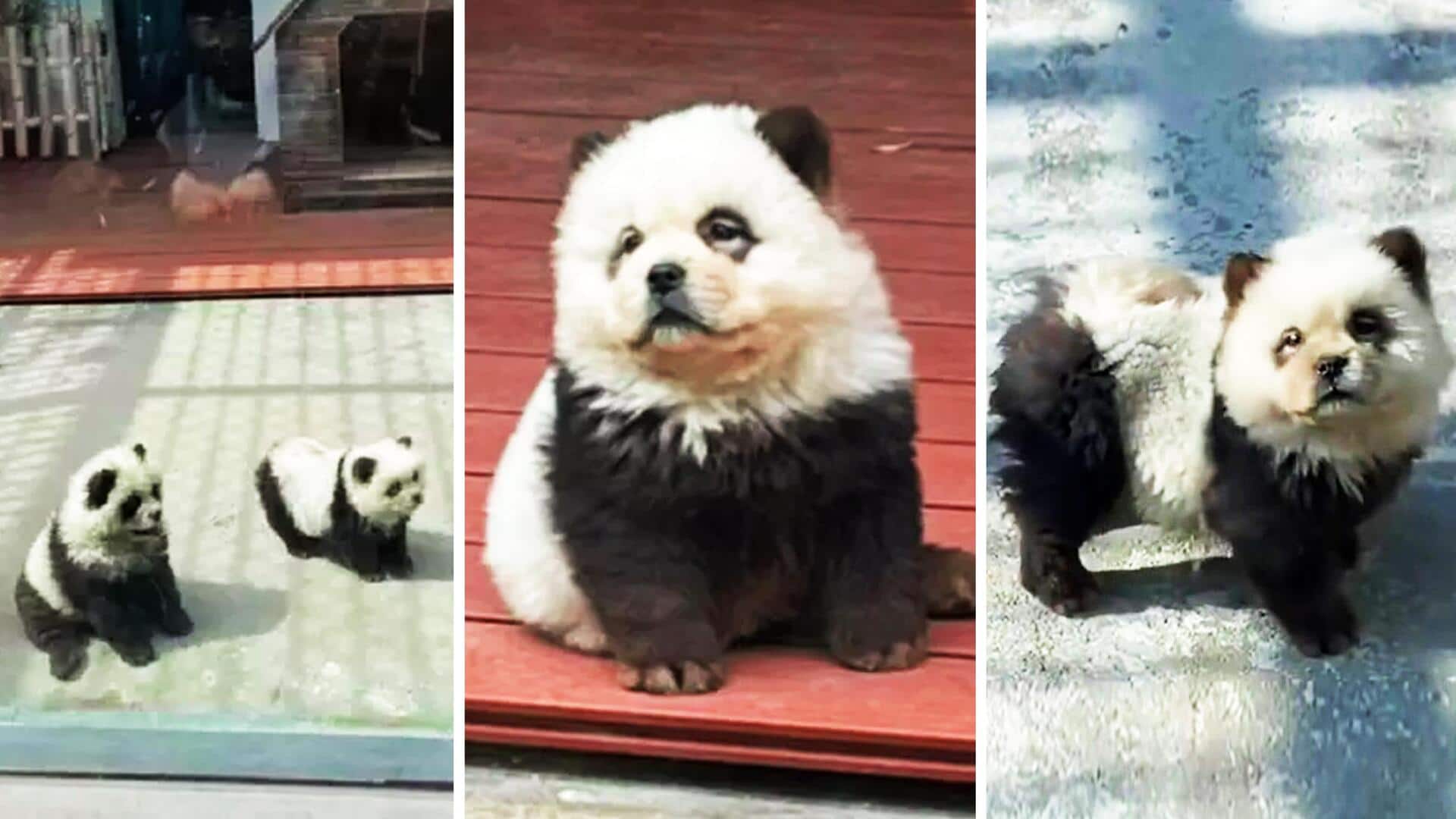 चीन के चिड़ियाघर ने कुत्तों पर पेंट करके बनाया पांडा, जानिए कारण