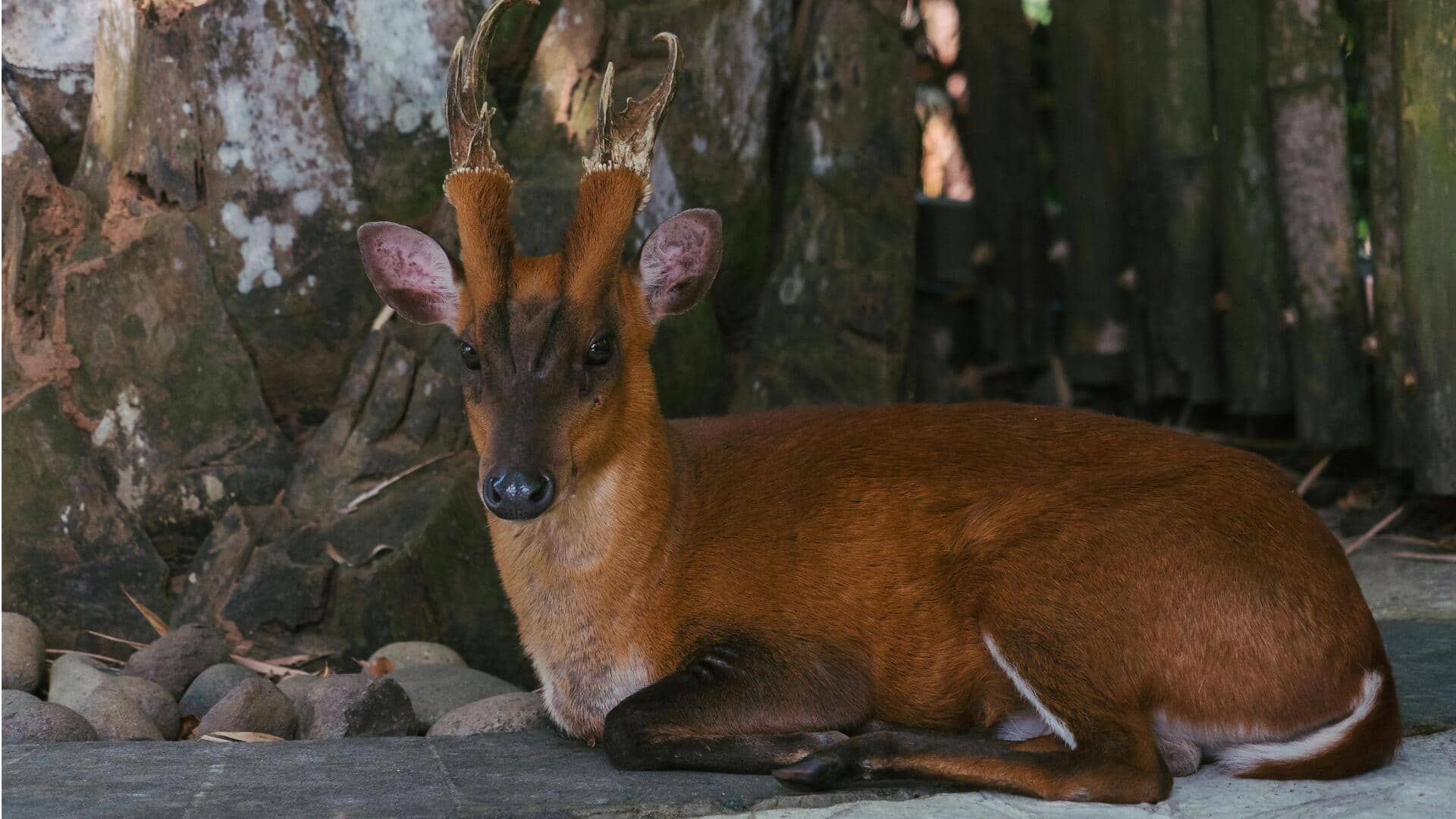प्रकृति का अनोखा अजूबा है भौंकने वाला हिरण, जानिए इससे जुड़ी कुछ खास बातें