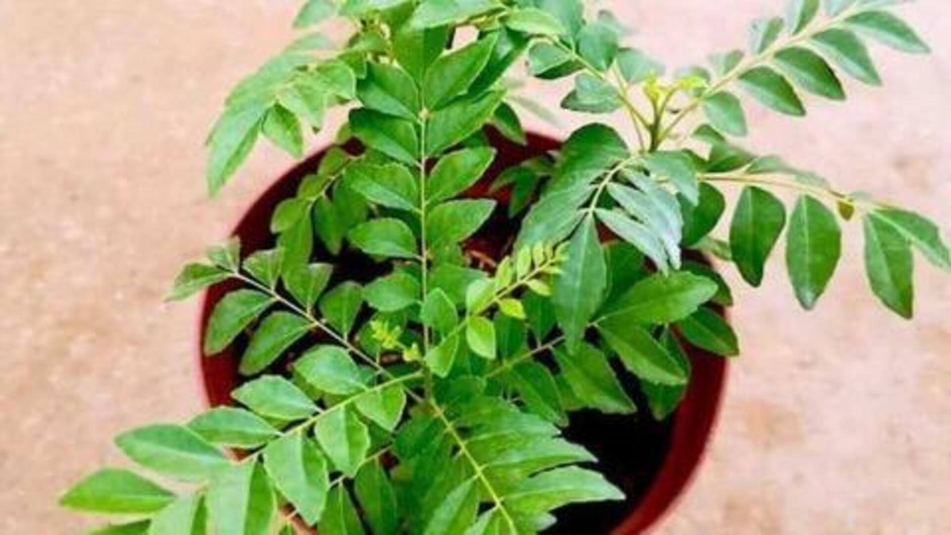 इन 5 खाद्य पौधों को घर के गार्डन में जरूर लगाएं, एक से अधिक बार होगी कटाई